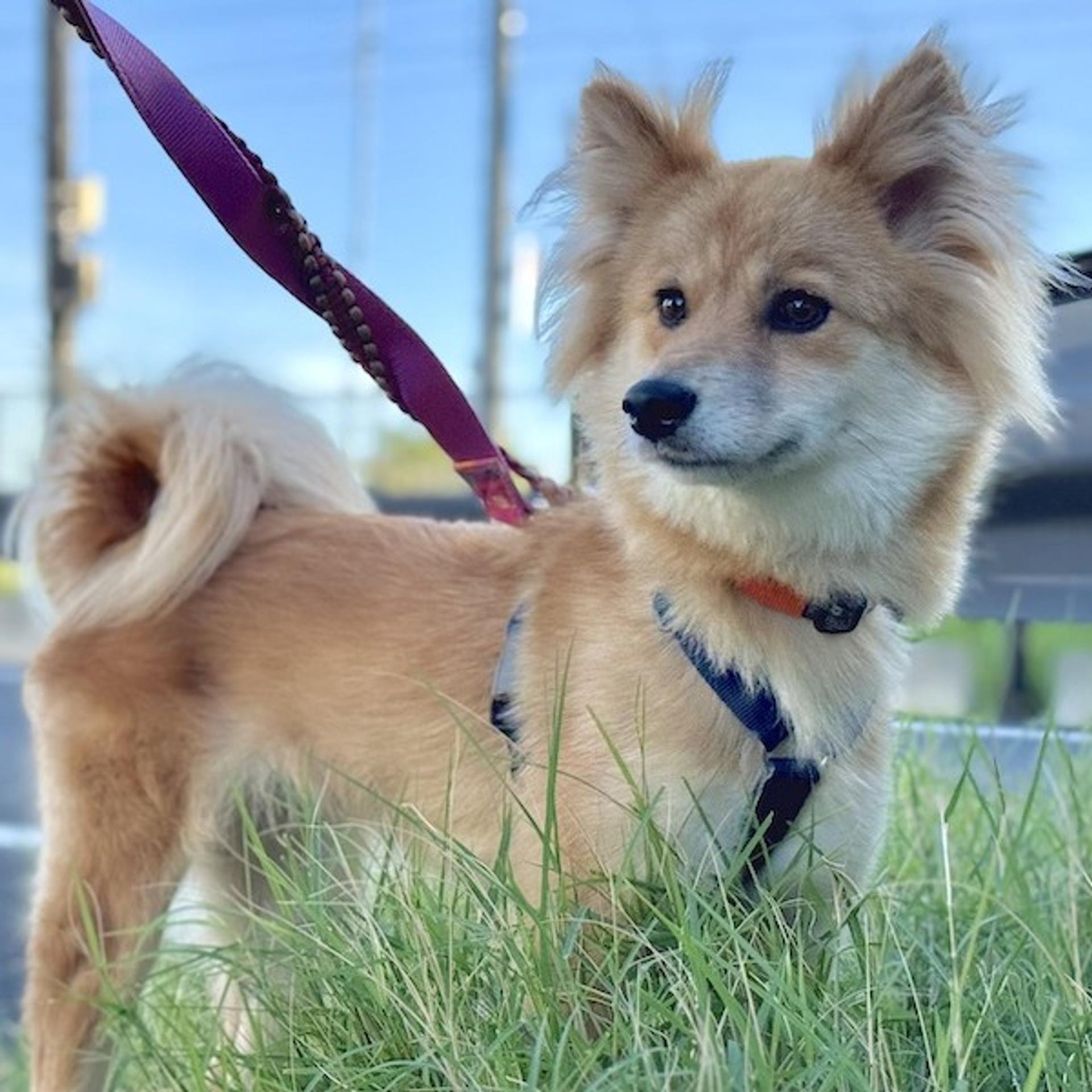 pet-image-2