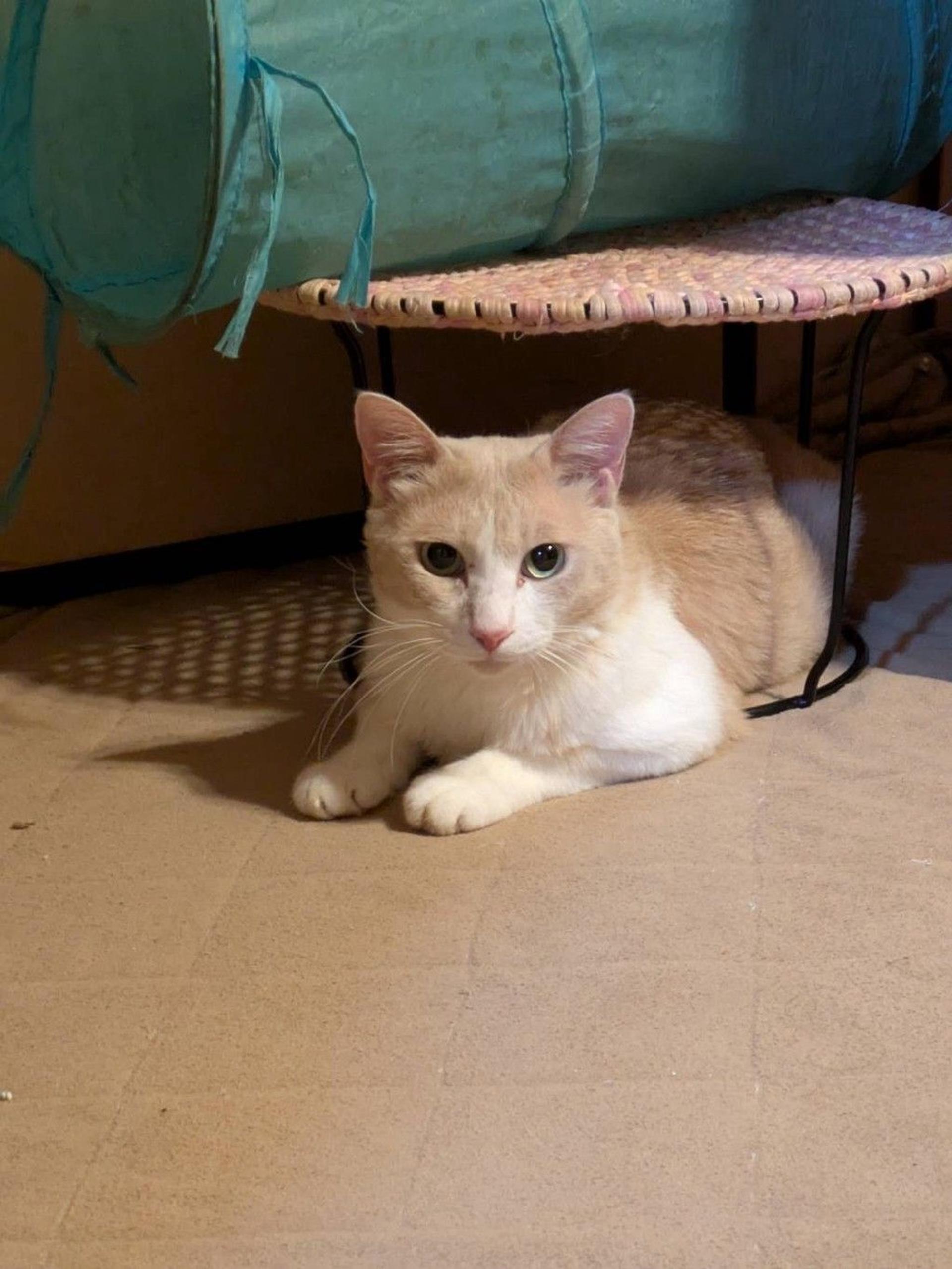 pet-image-6