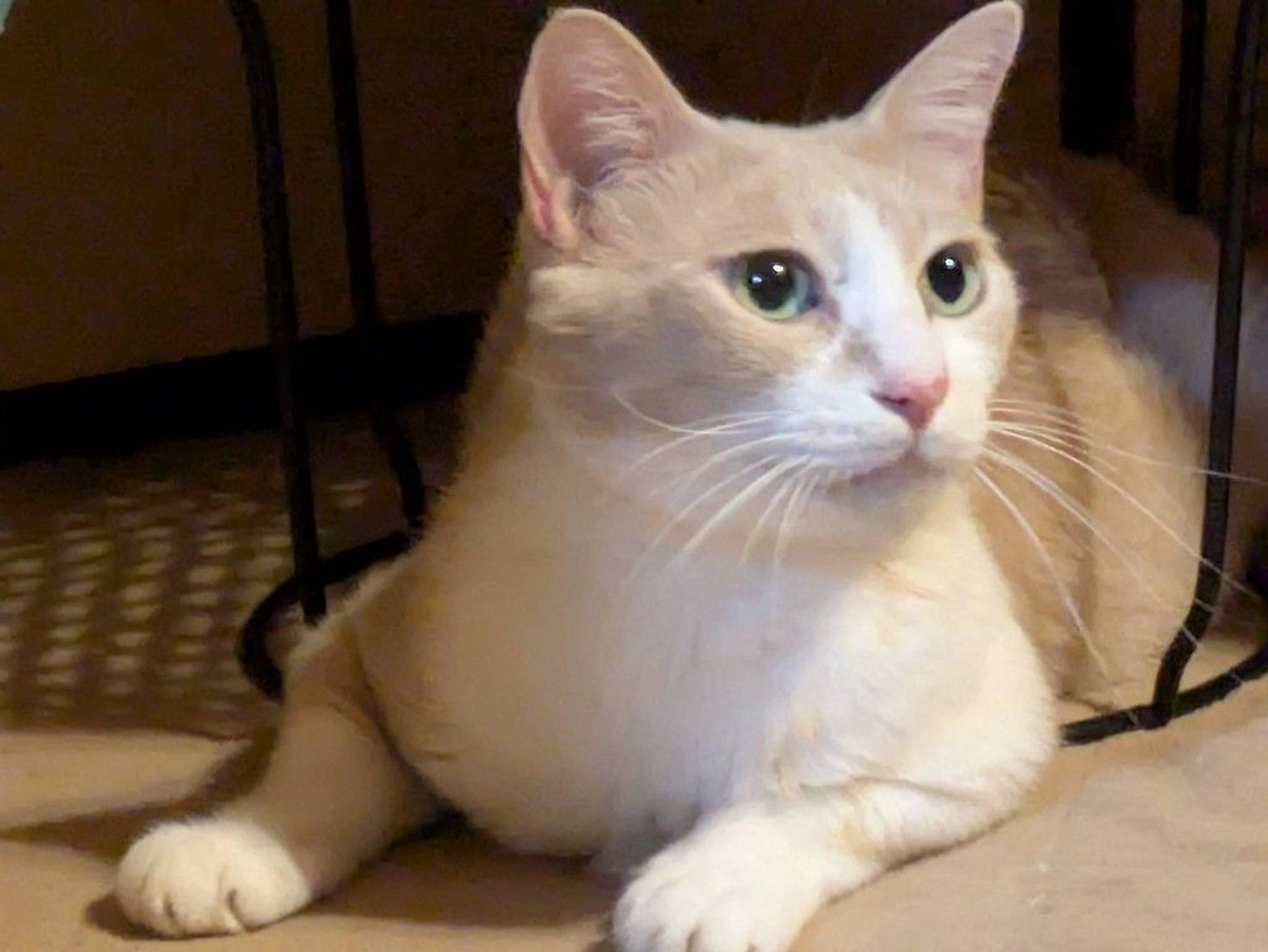 pet-image-2