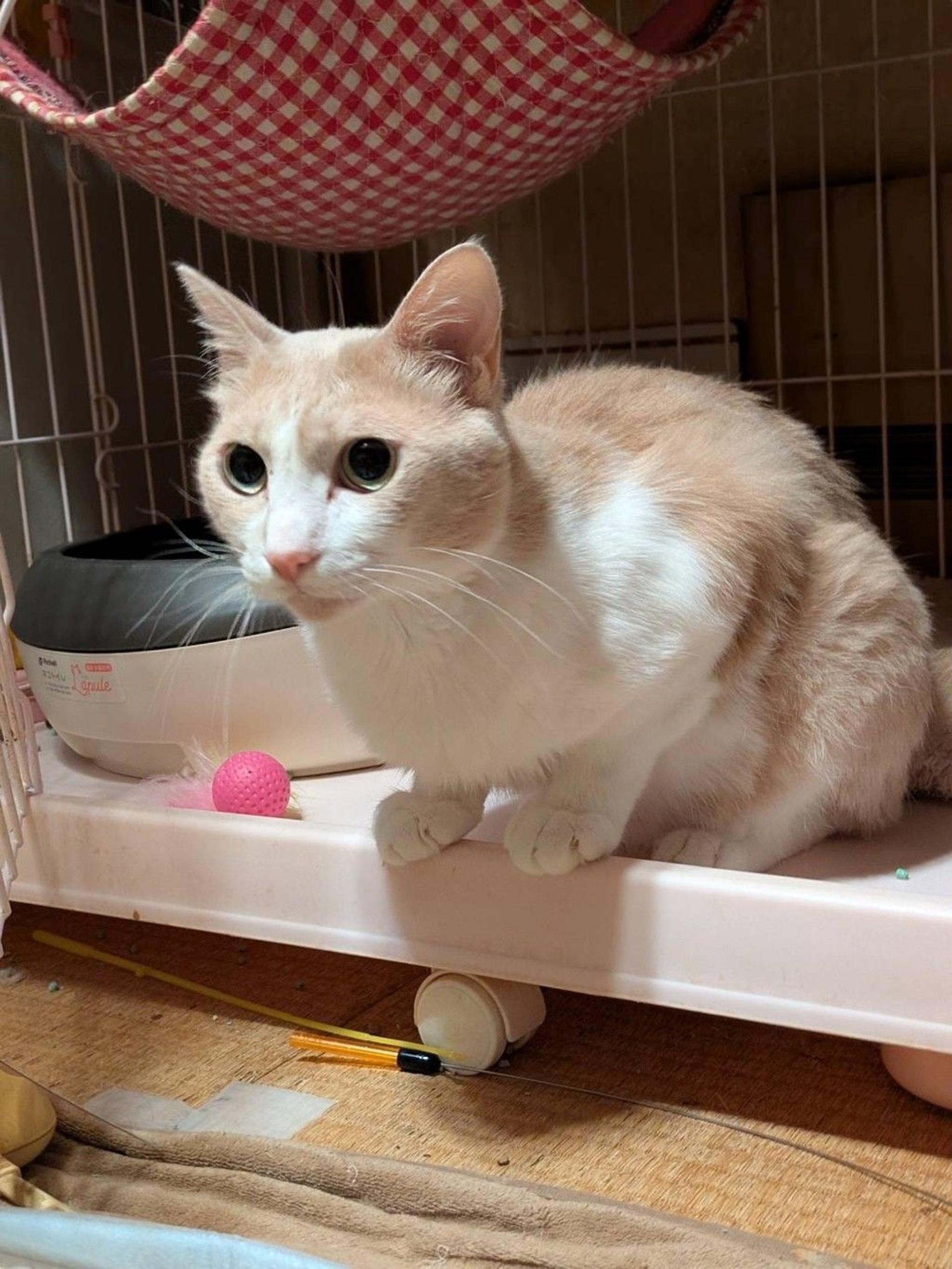 pet-image-4