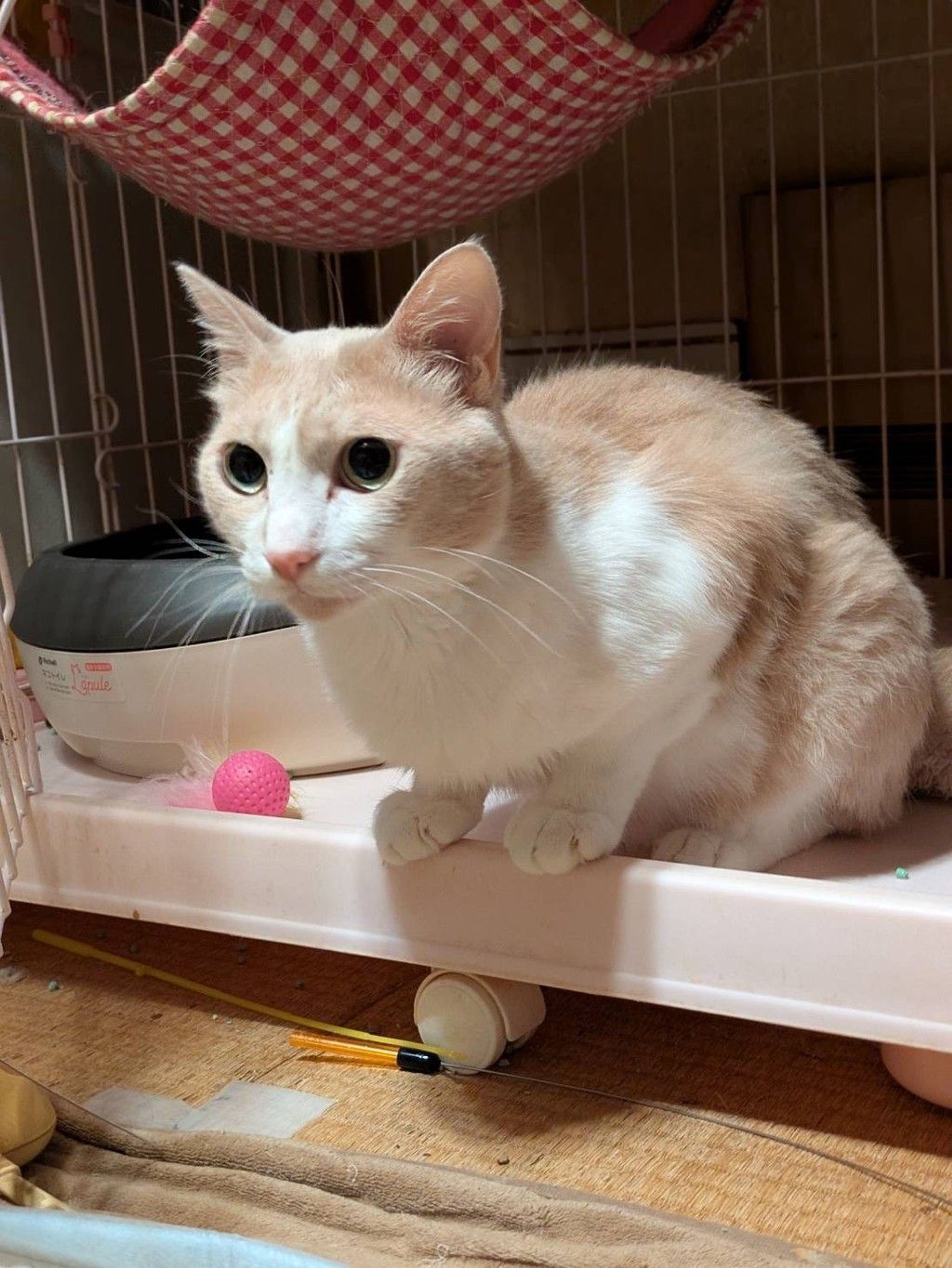 pet-image-4