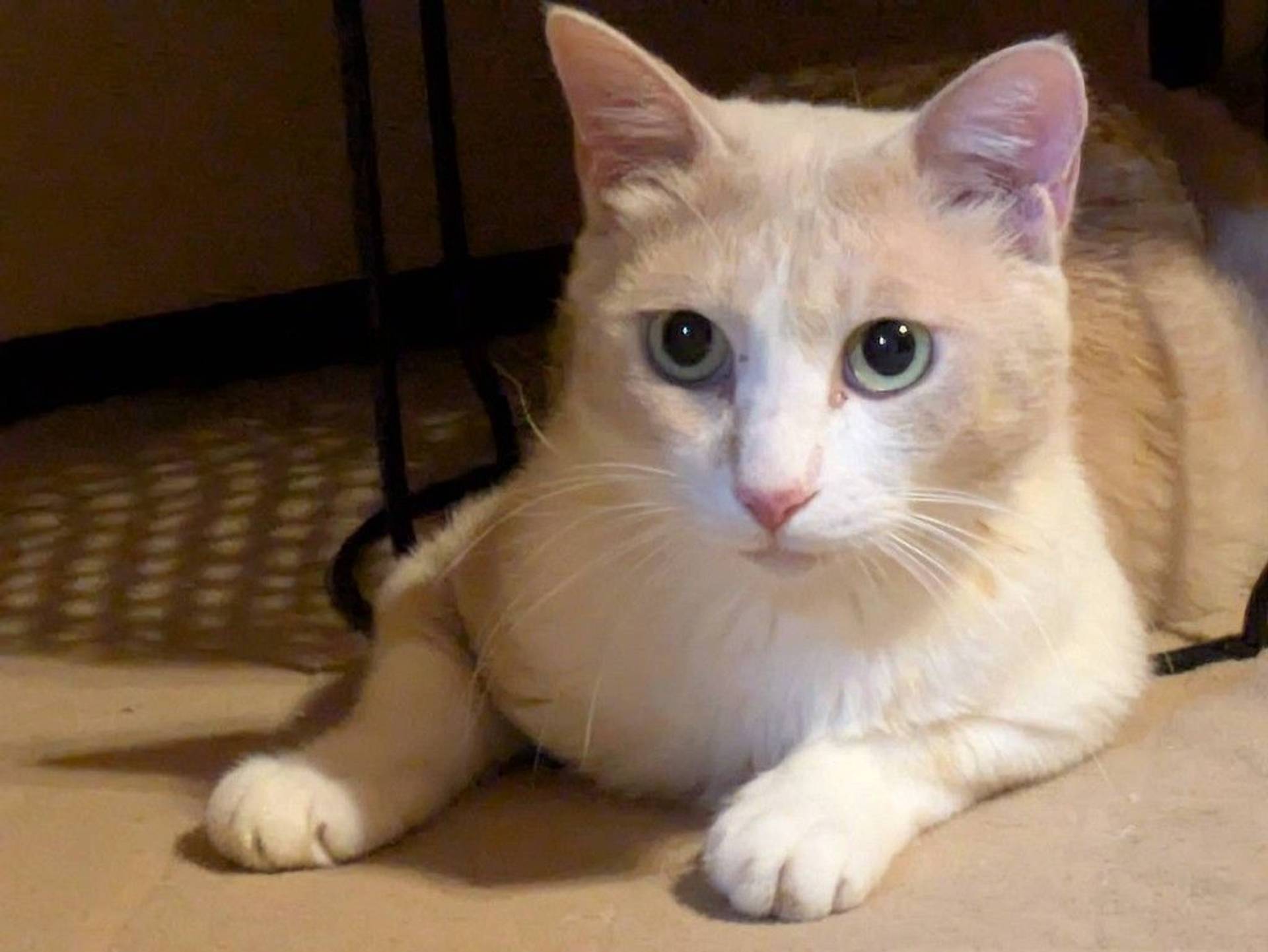 雑種（ミックス猫）・オスの里親募集の写真