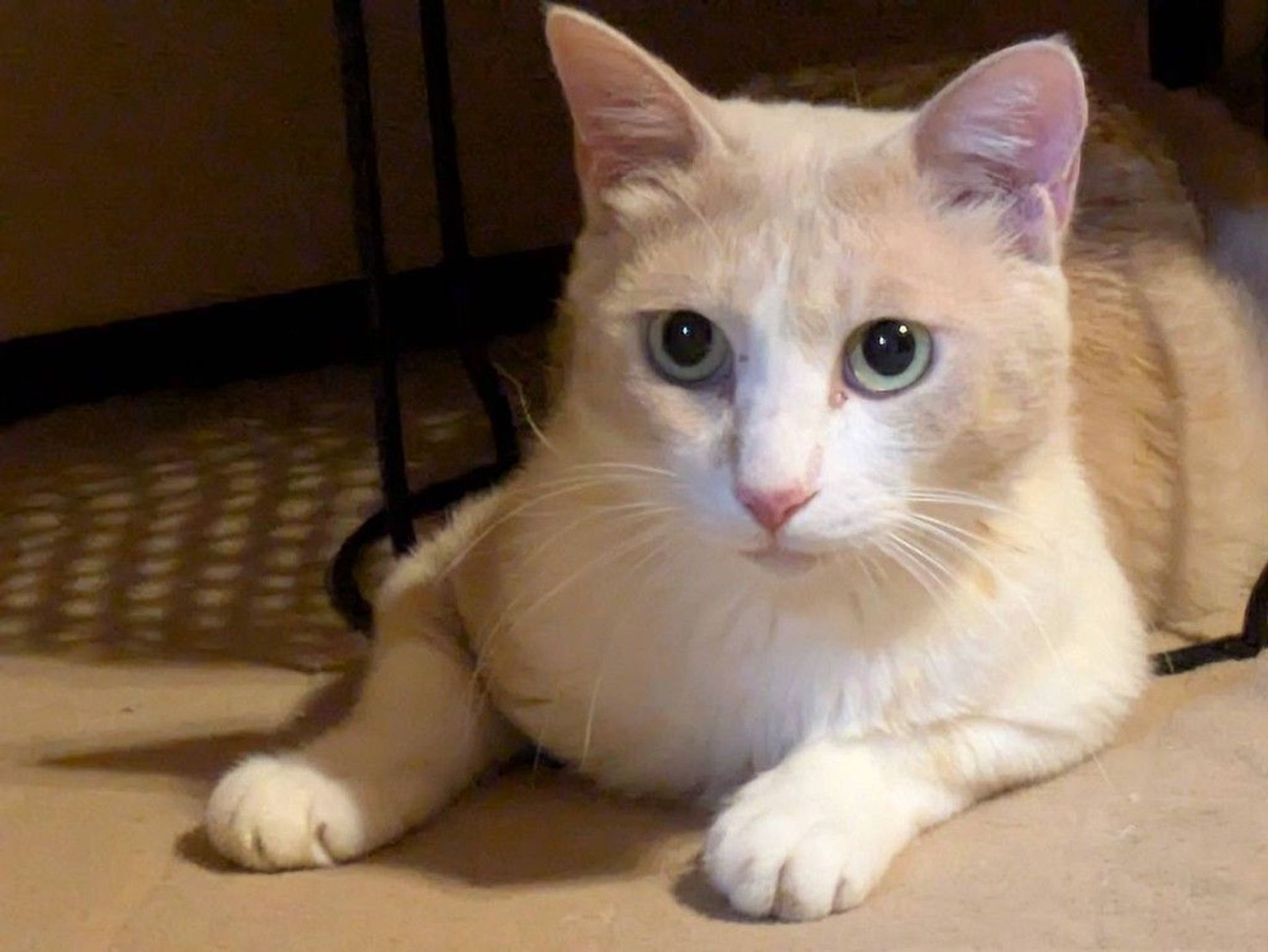 雑種（ミックス猫）・オスの里親募集の写真