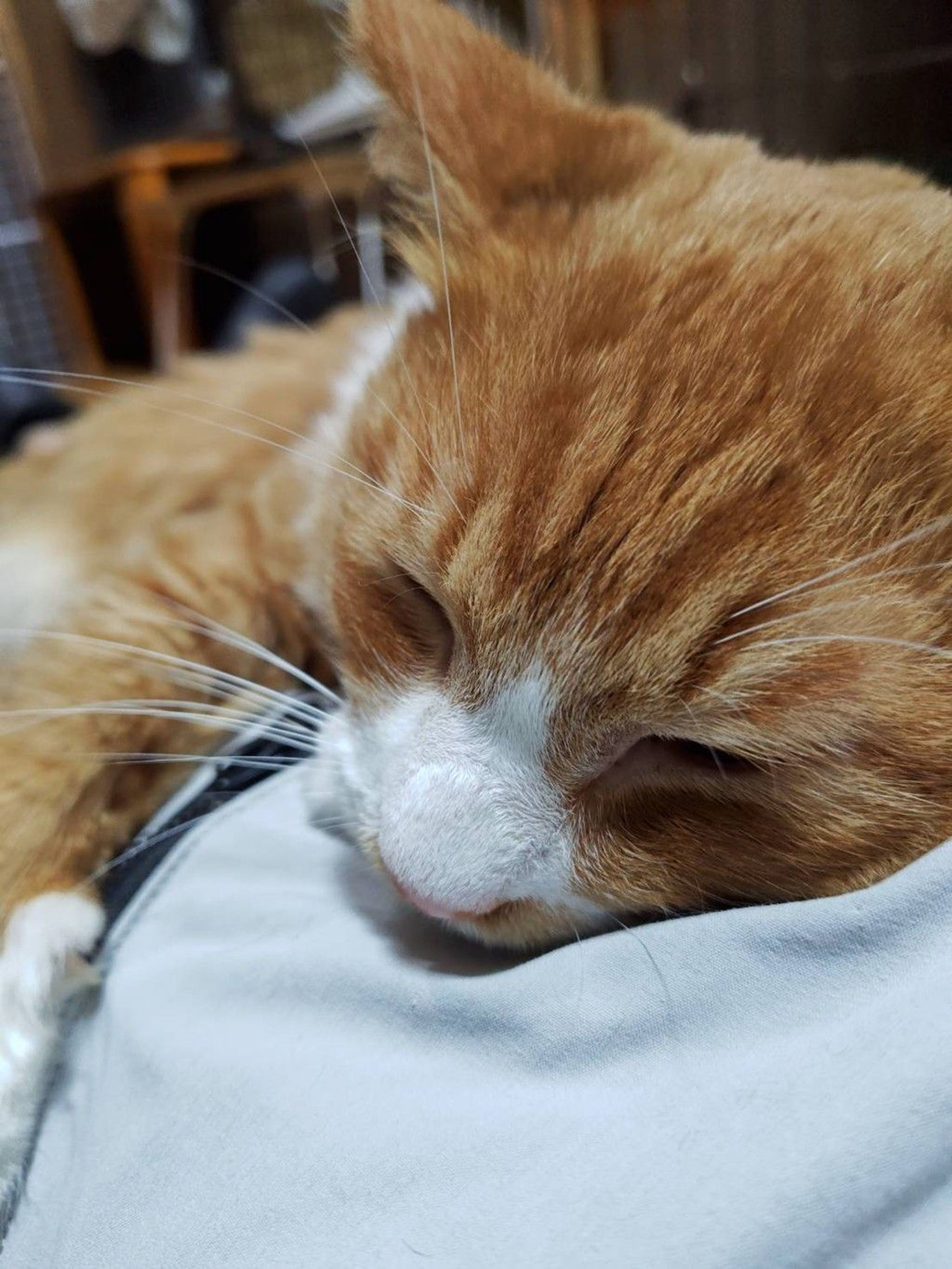 雑種（ミックス猫）・オスの里親募集の写真