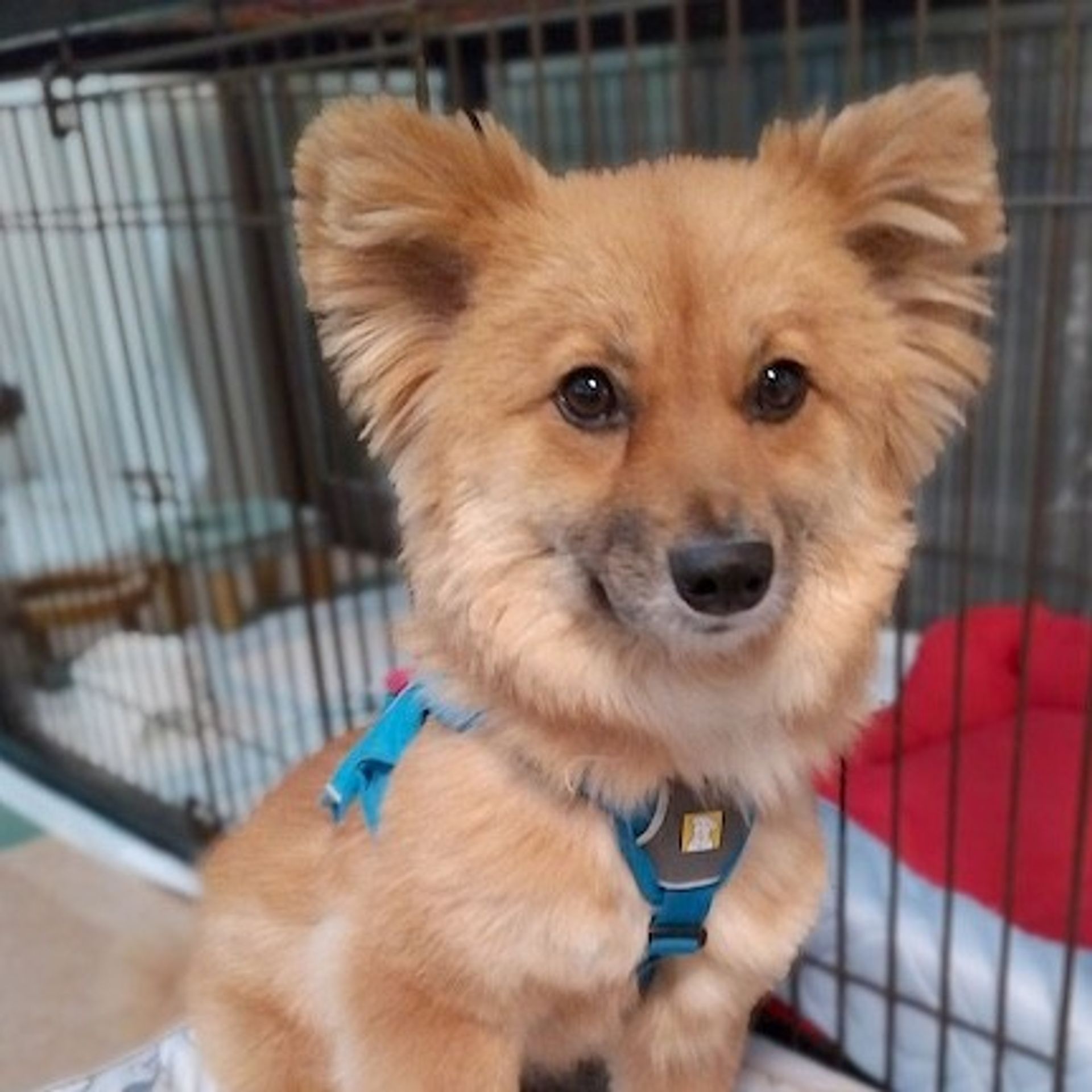 雑種（ミックス犬）・メスの里親募集の写真