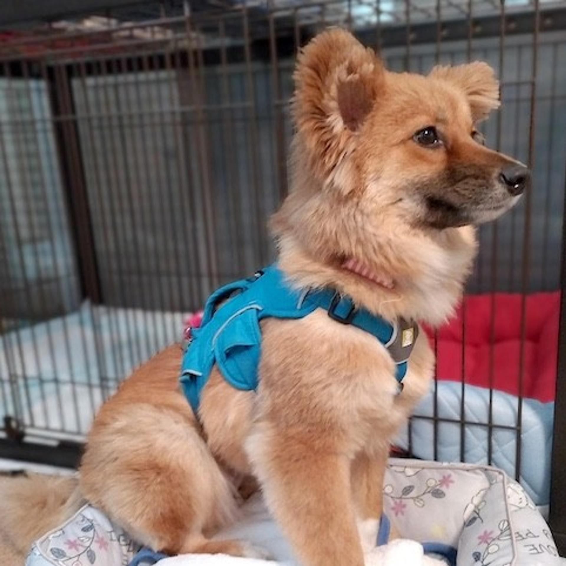 pet-image-4