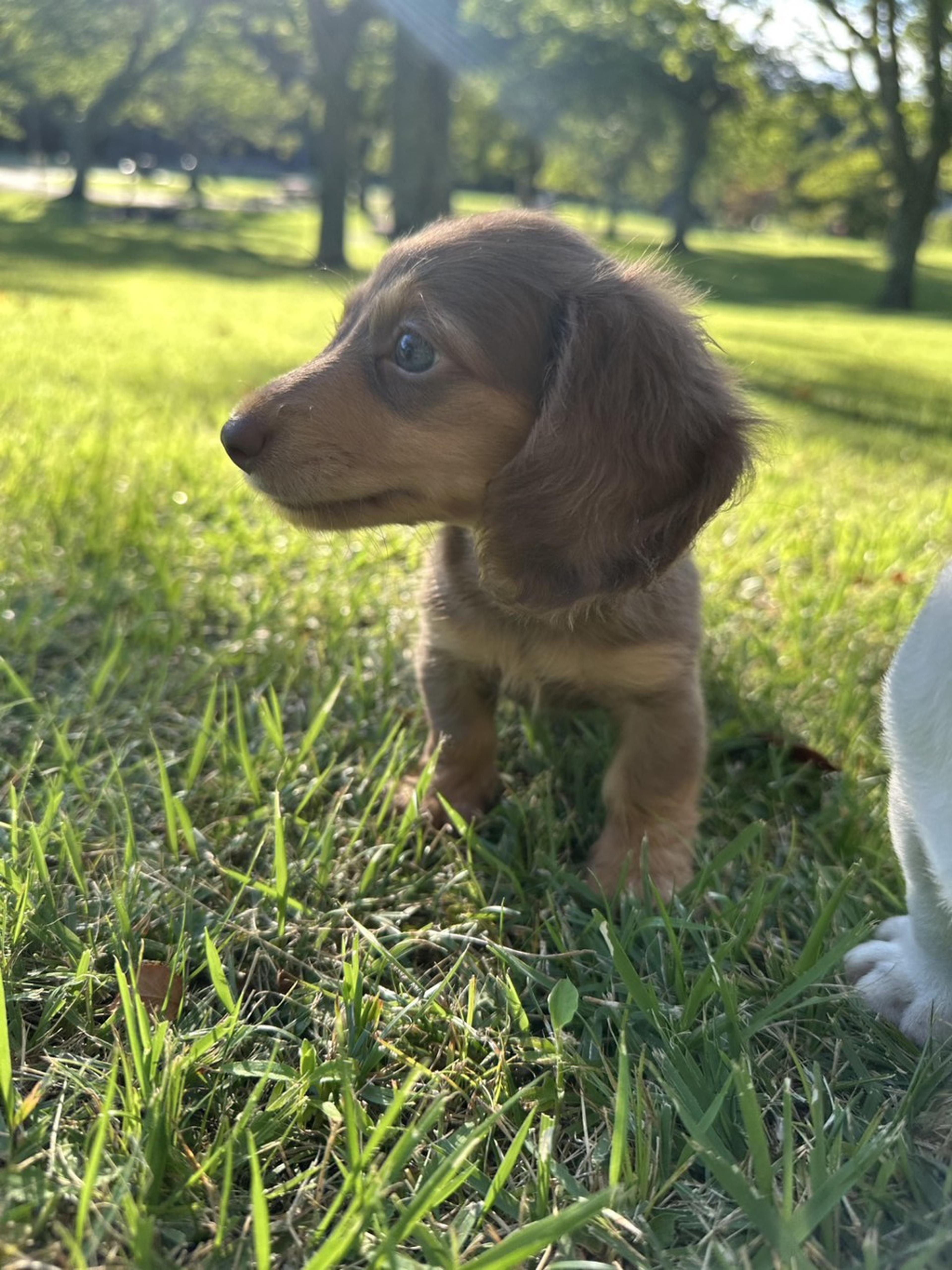 pet-image-3