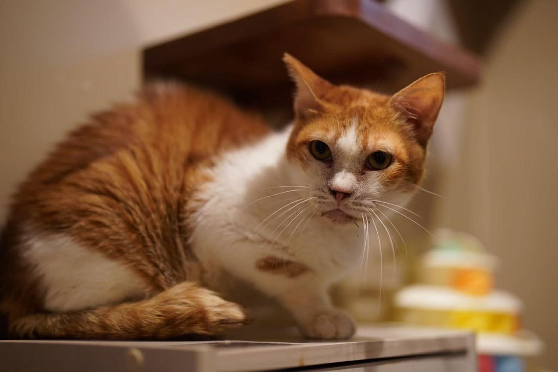 雑種（ミックス猫）・オスの里親募集の写真