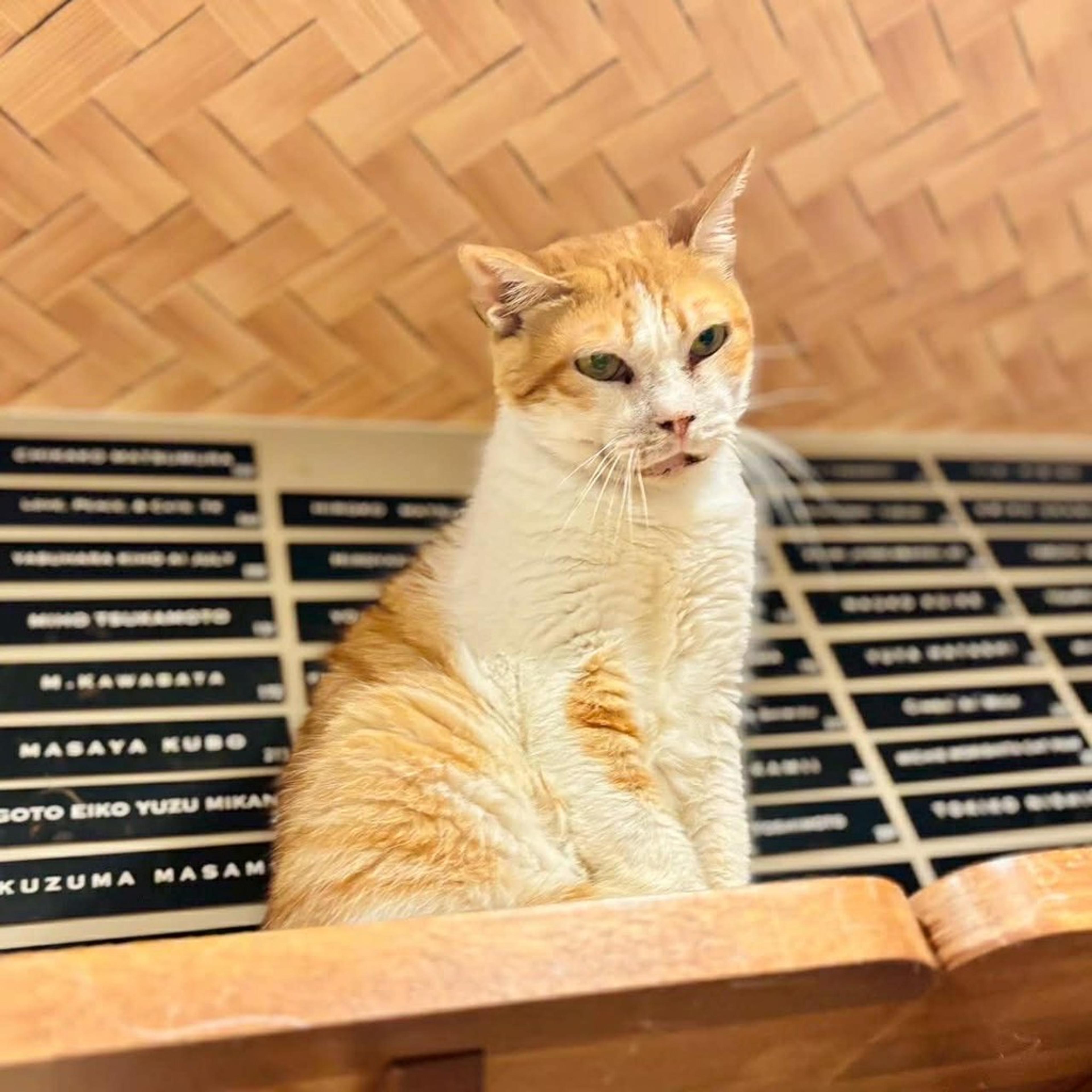 pet-image-3