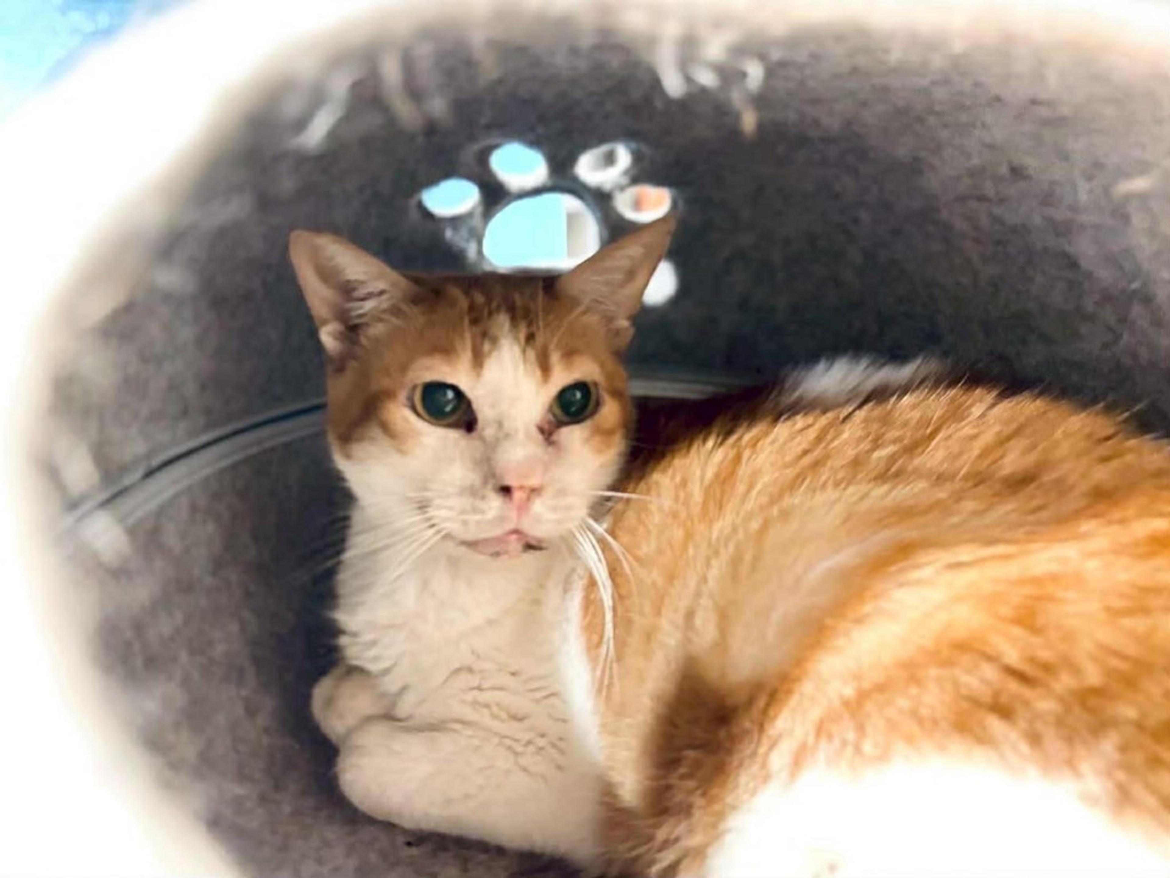 pet-image-5