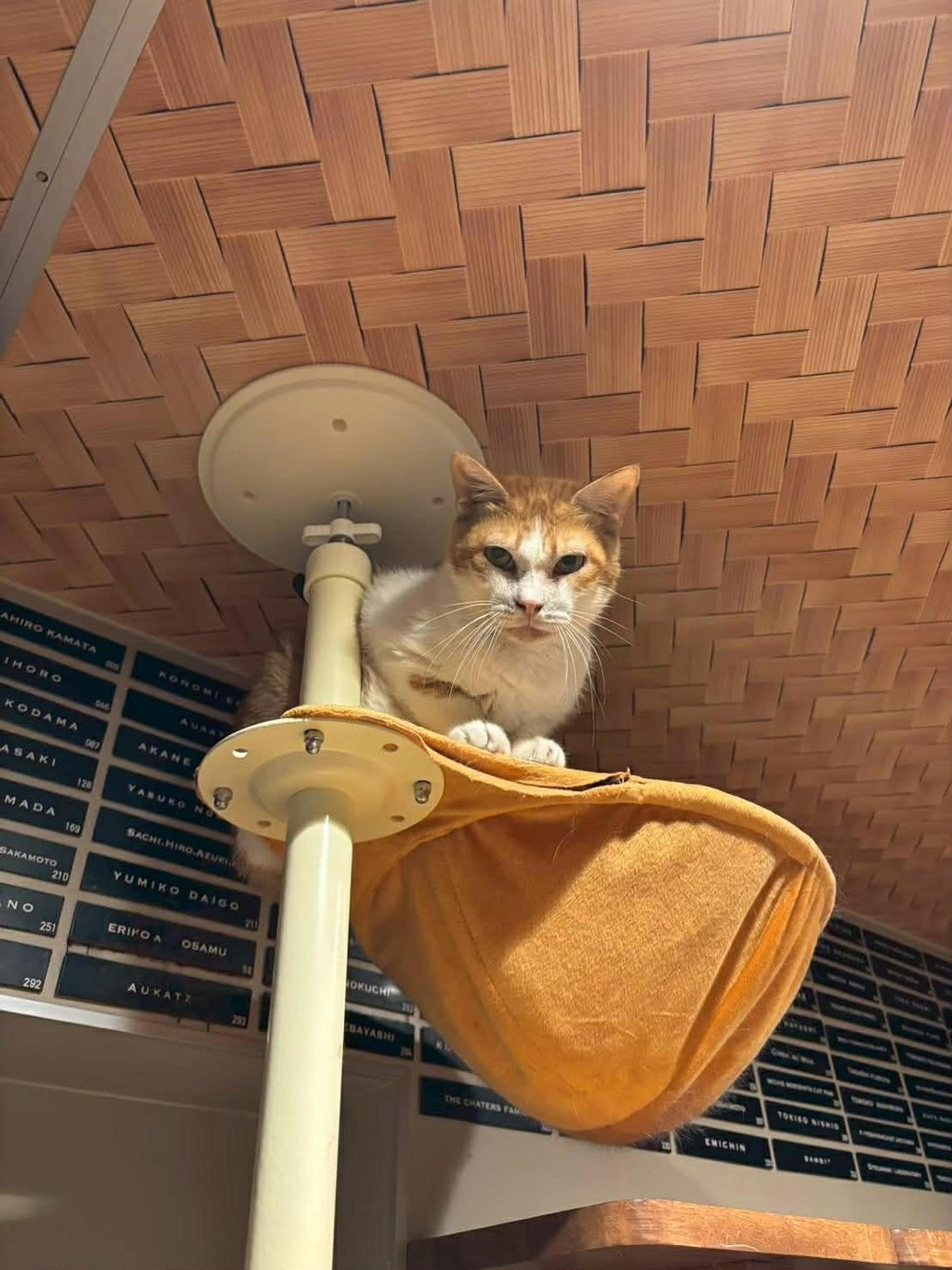 pet-image-6