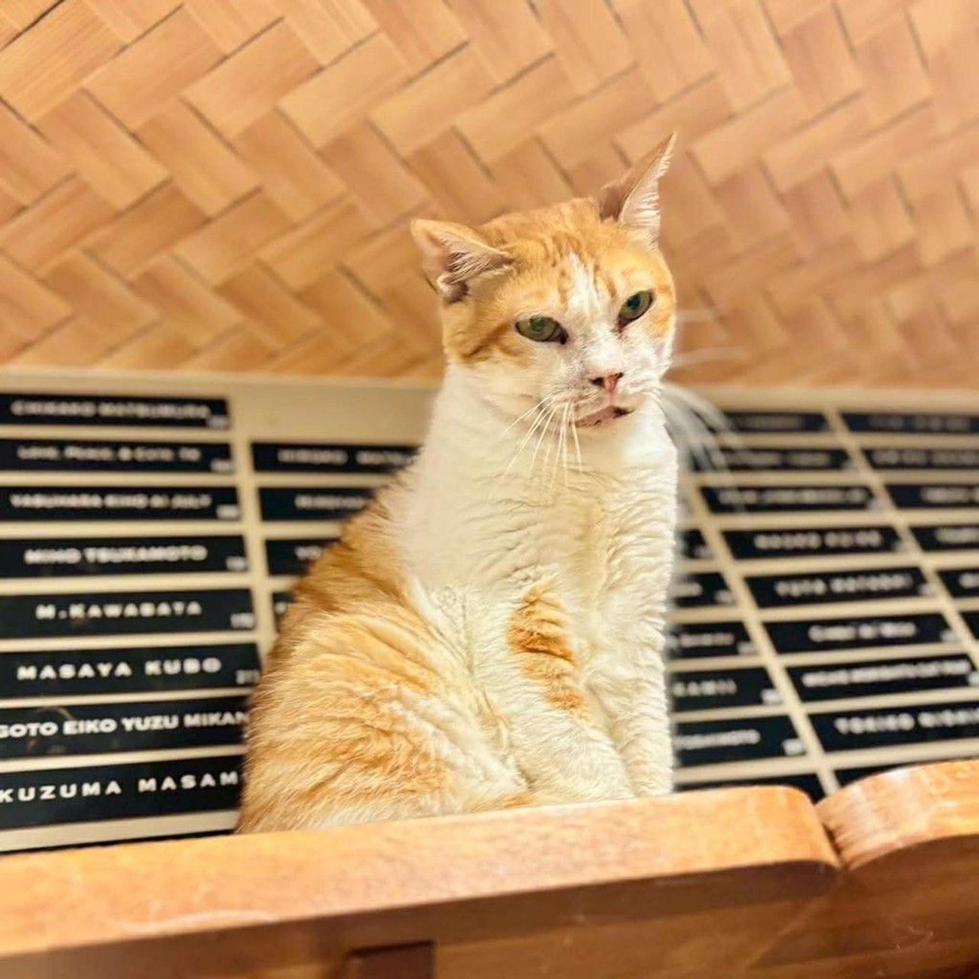 pet-image-3