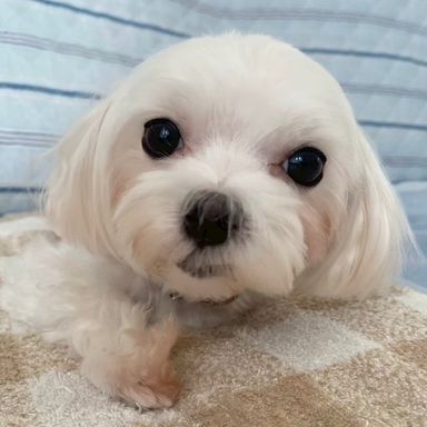 ラッシュちゃん