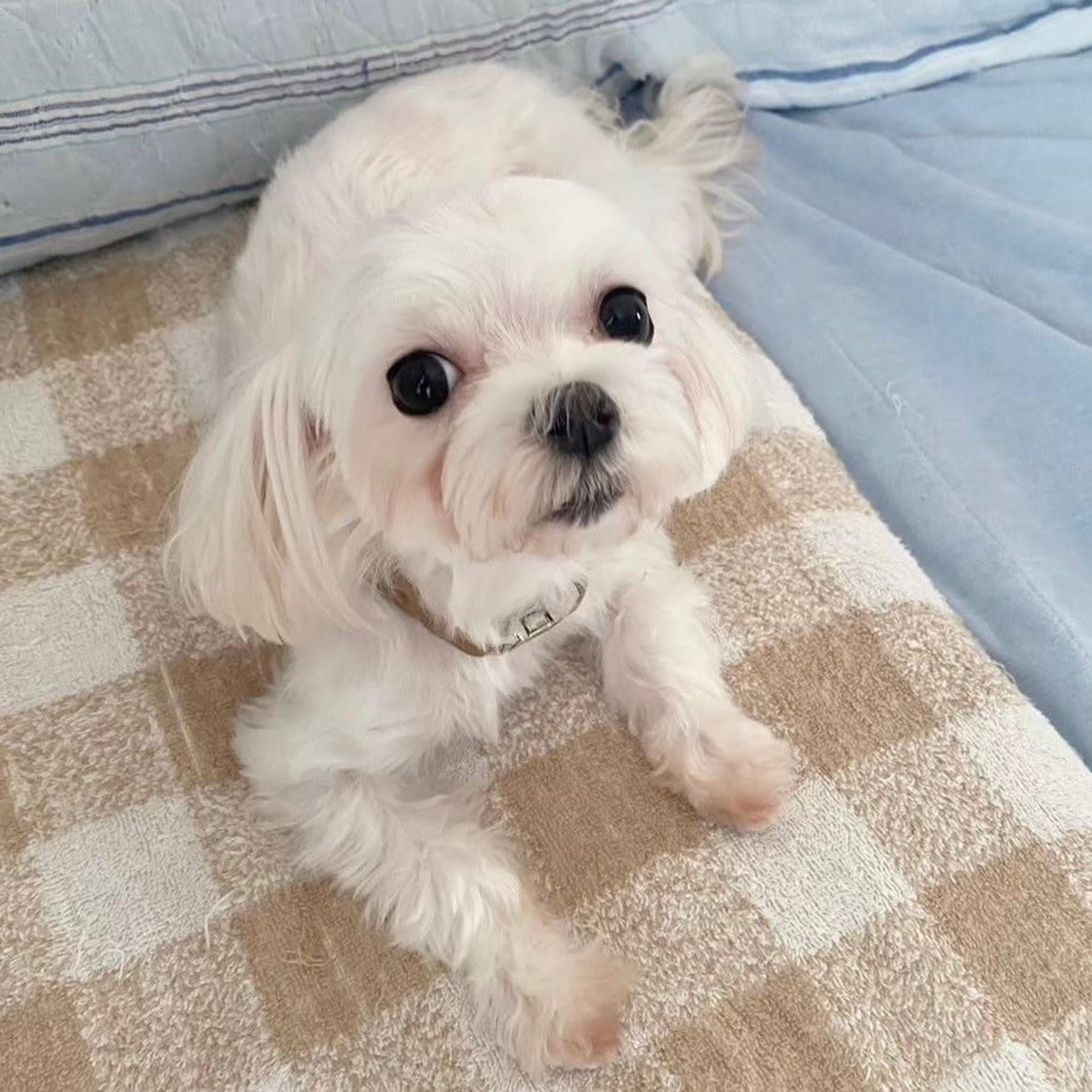 pet-image-5