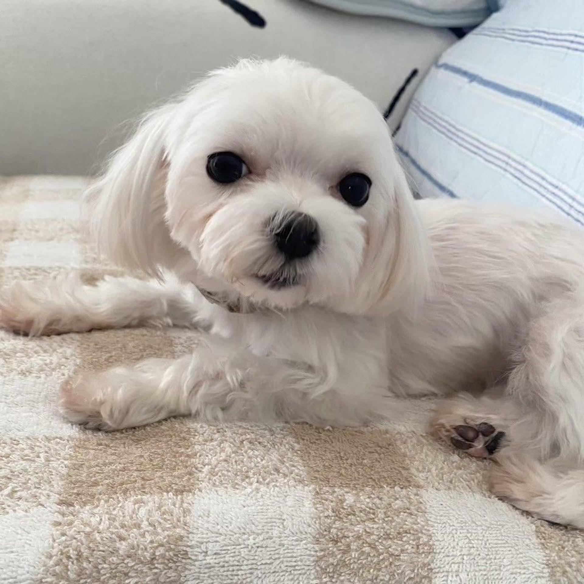 pet-image-6