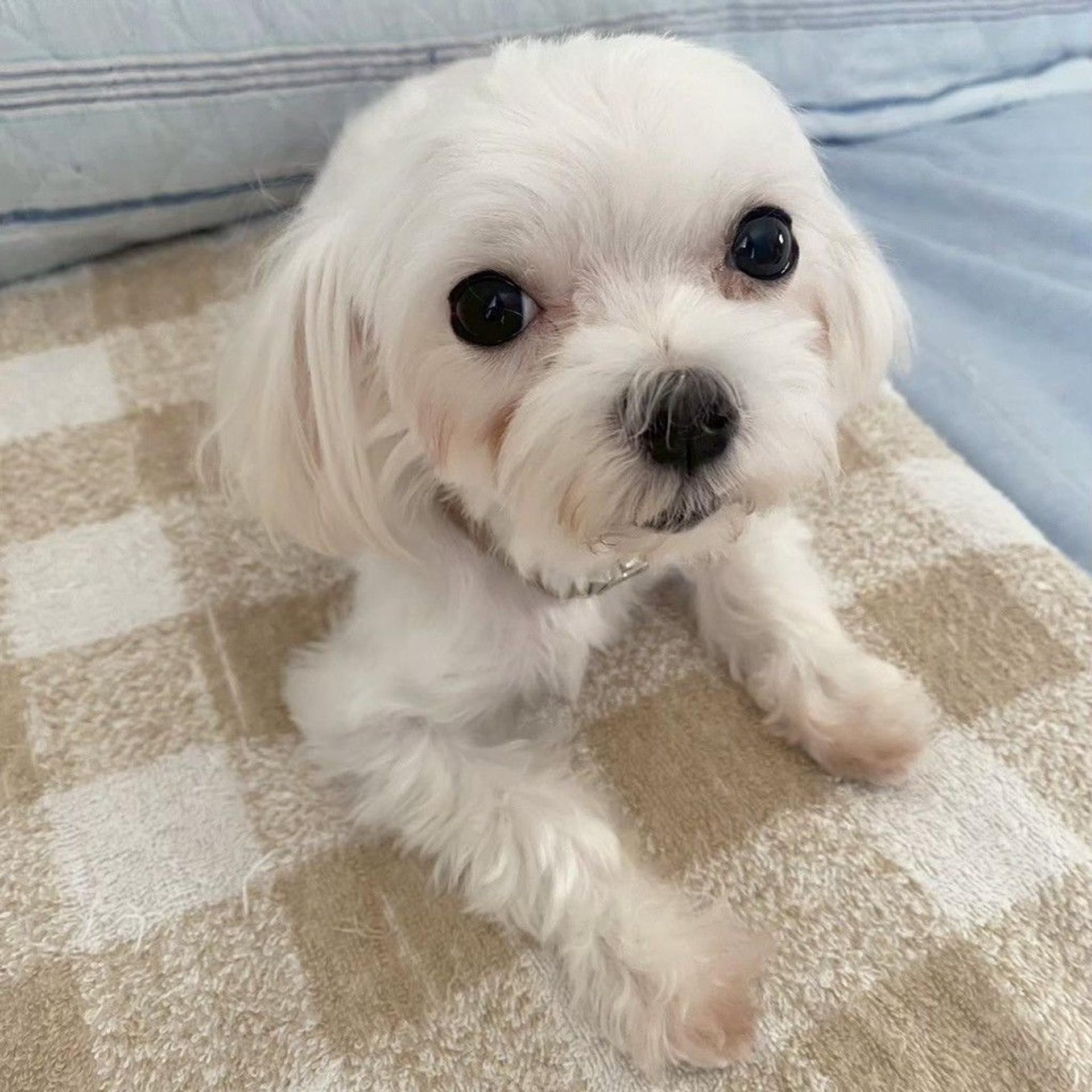 pet-image-7