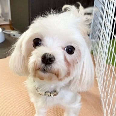ラッシュちゃん