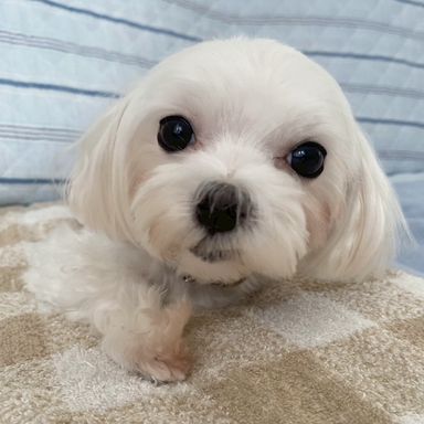 ラッシュちゃん