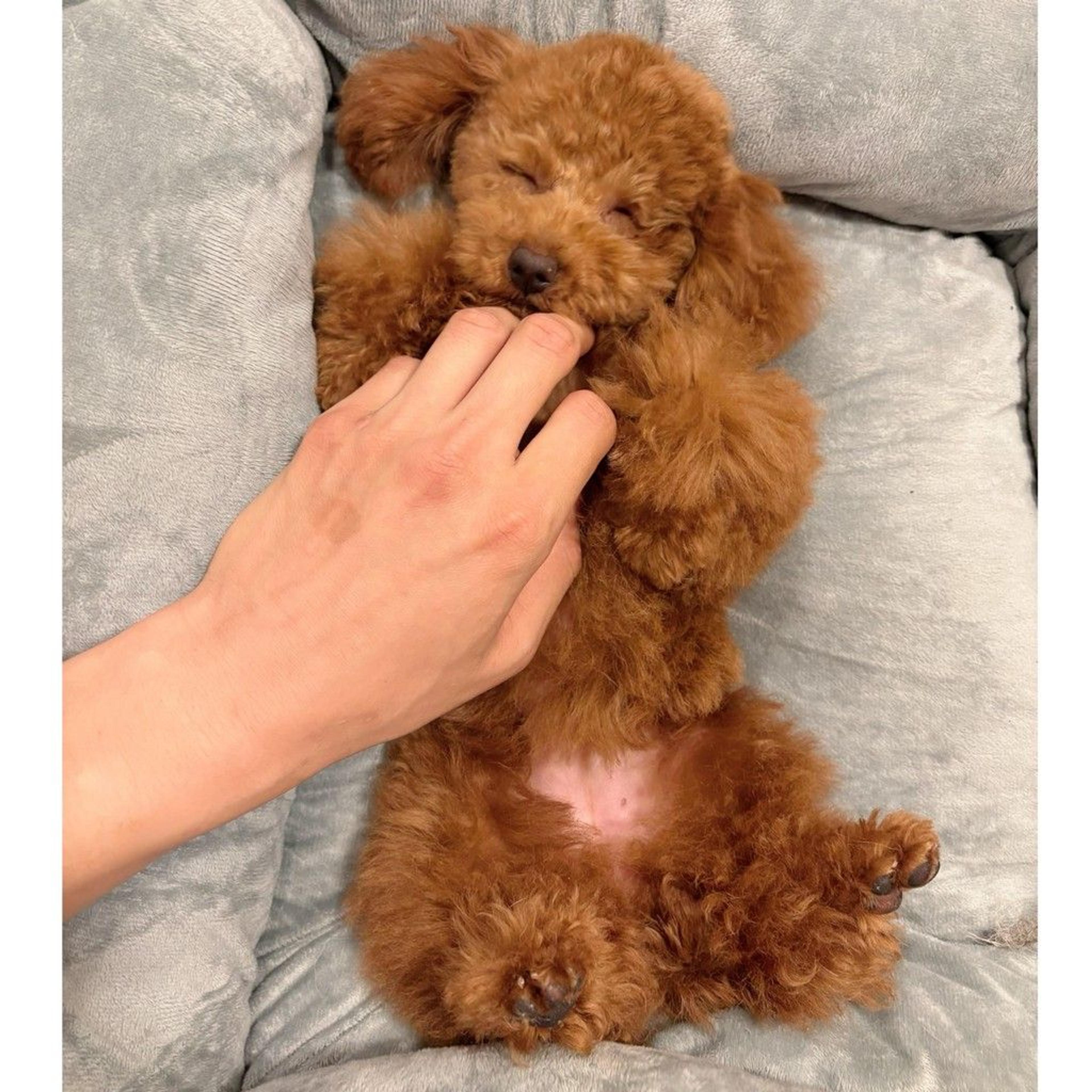片目でも元気いっぱい！人も犬も大好きなトイプーちゃん^ ^ | トイ