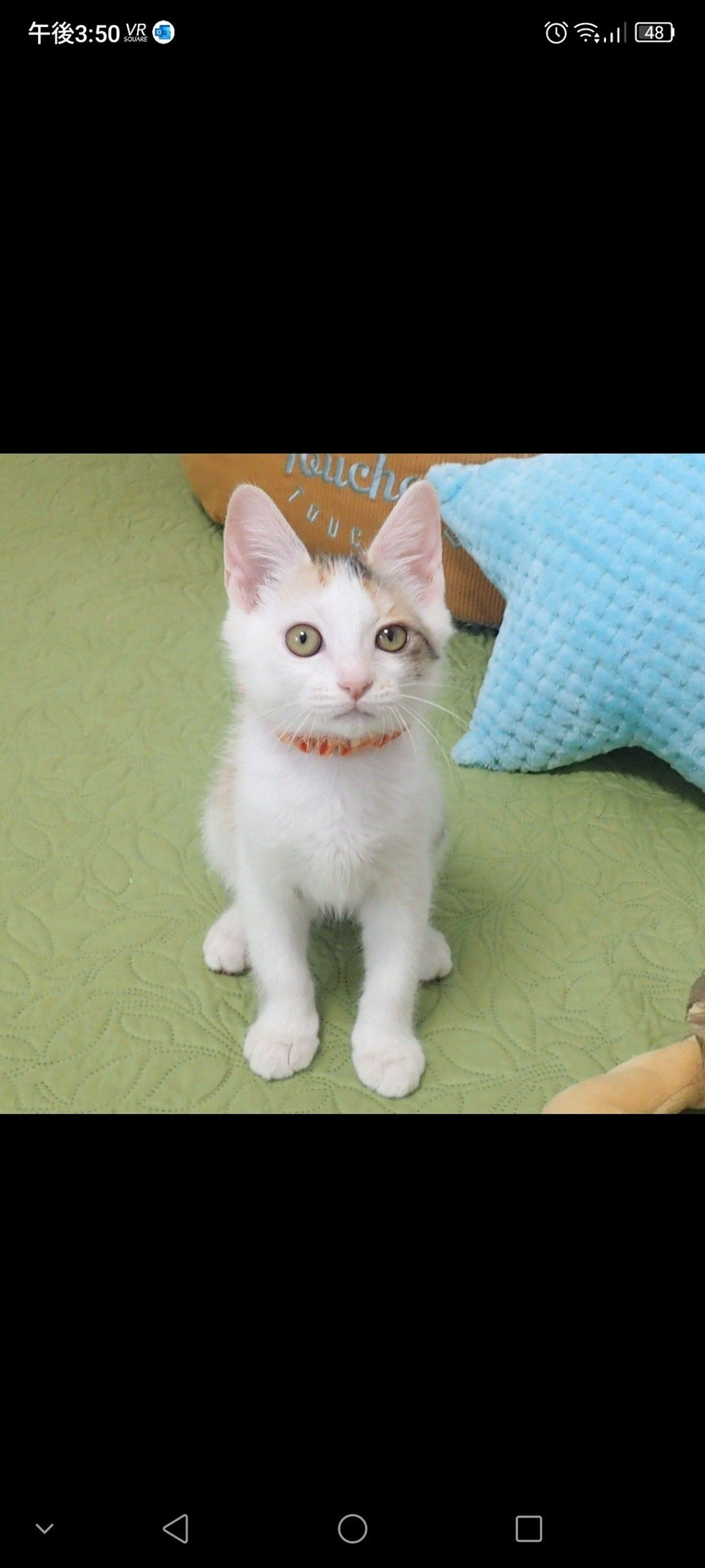 雑種（ミックス猫）・メスの里親募集の写真