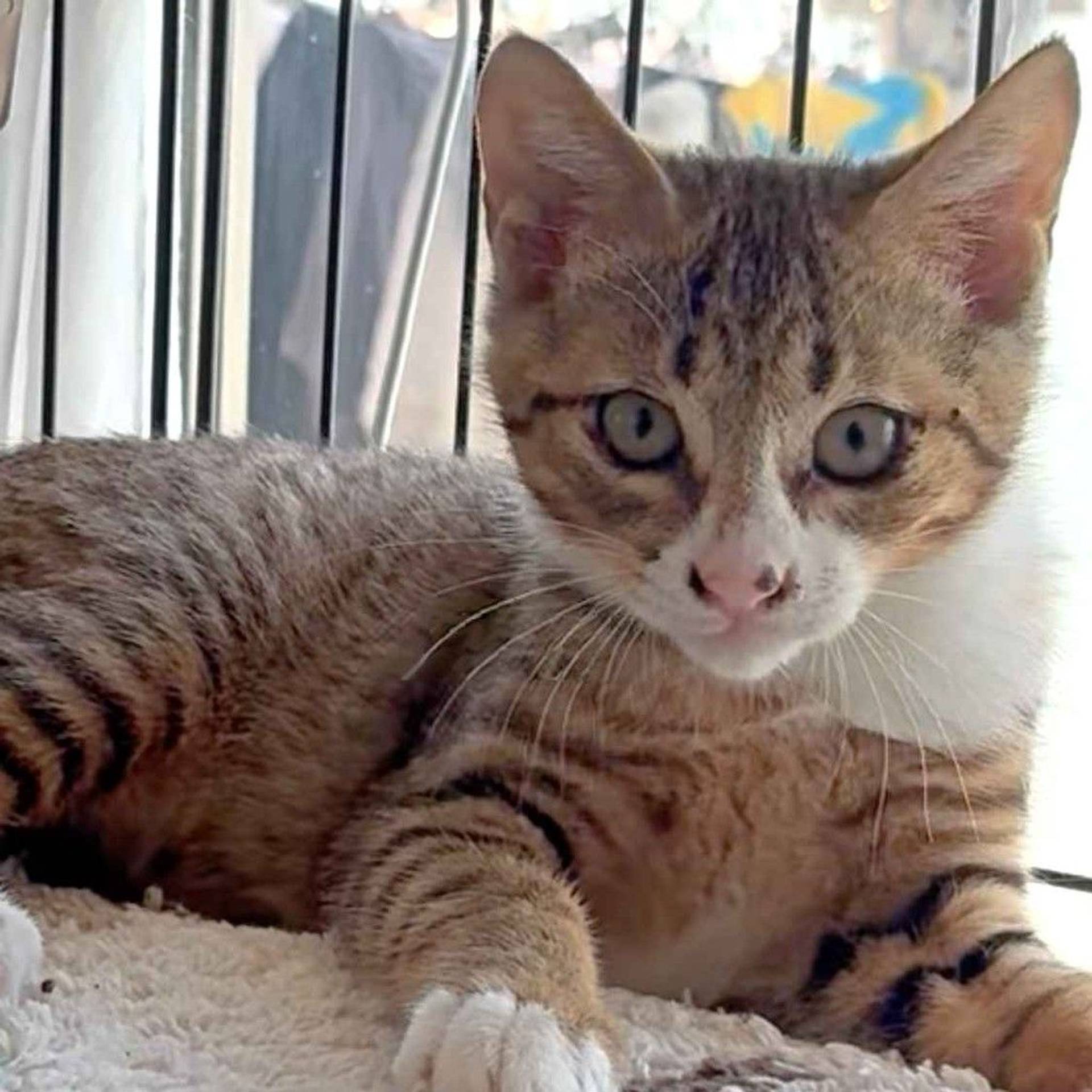 雑種（ミックス猫）・オスの里親募集の写真