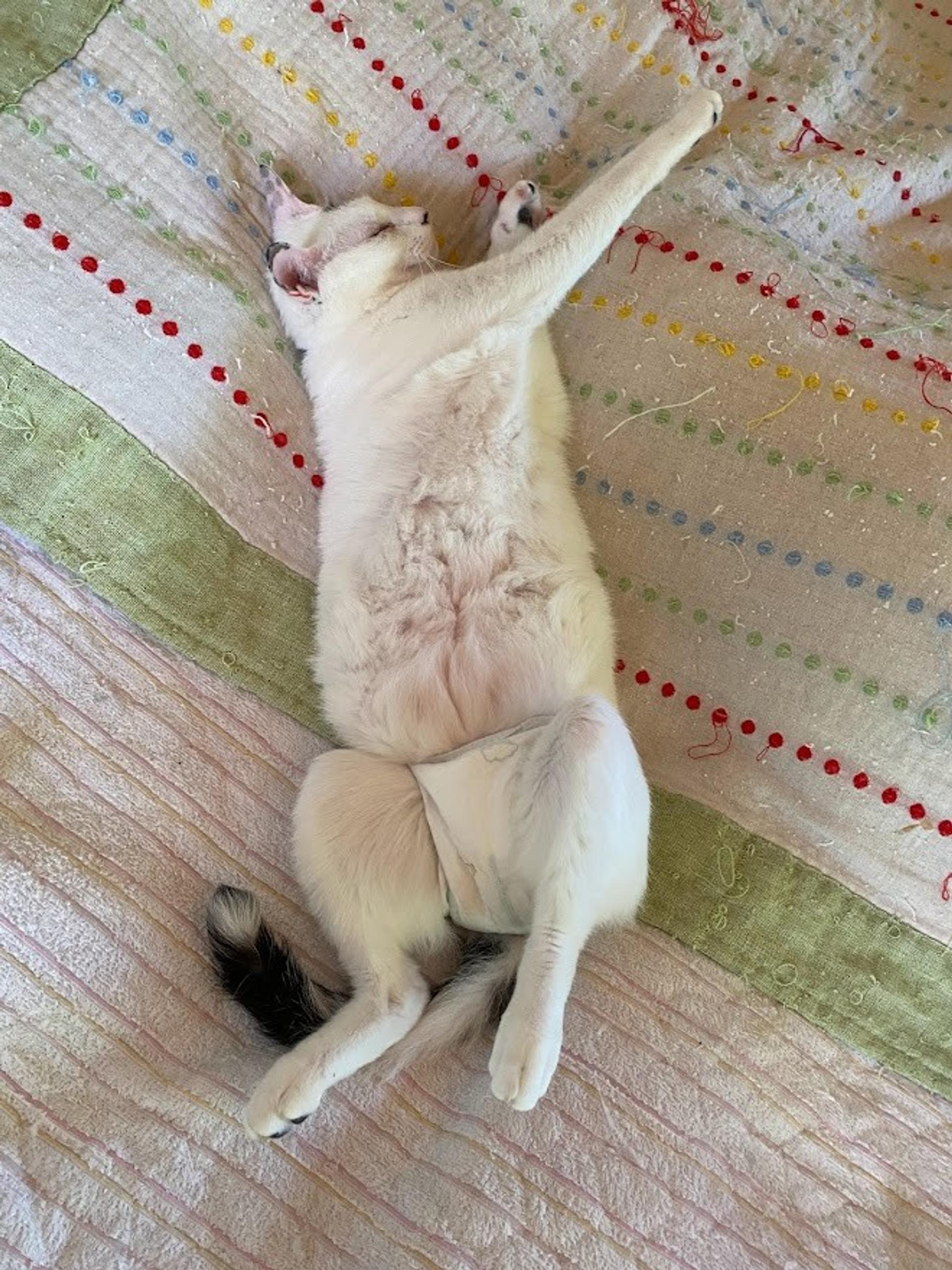 pet-image-3