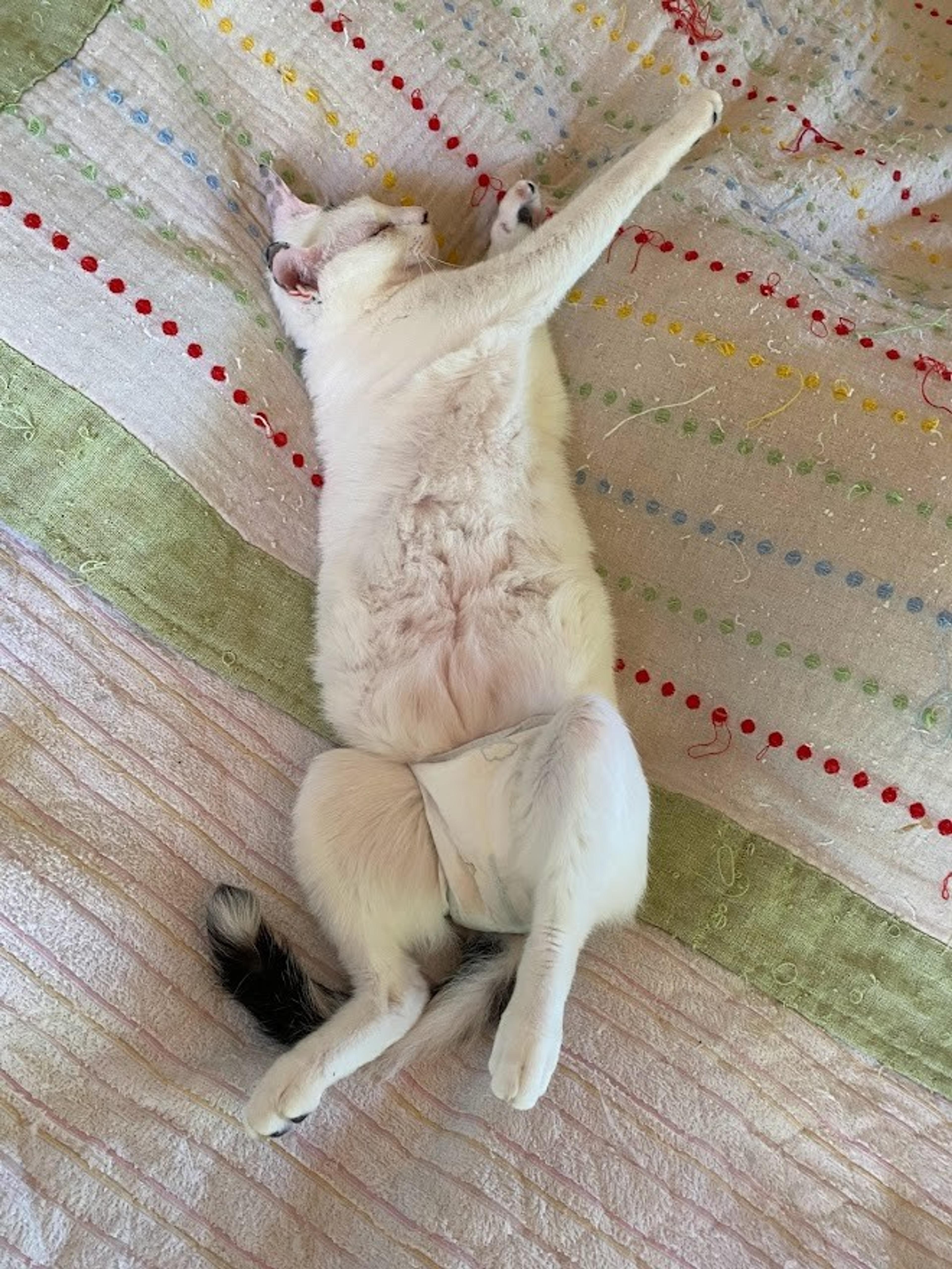 pet-image-3