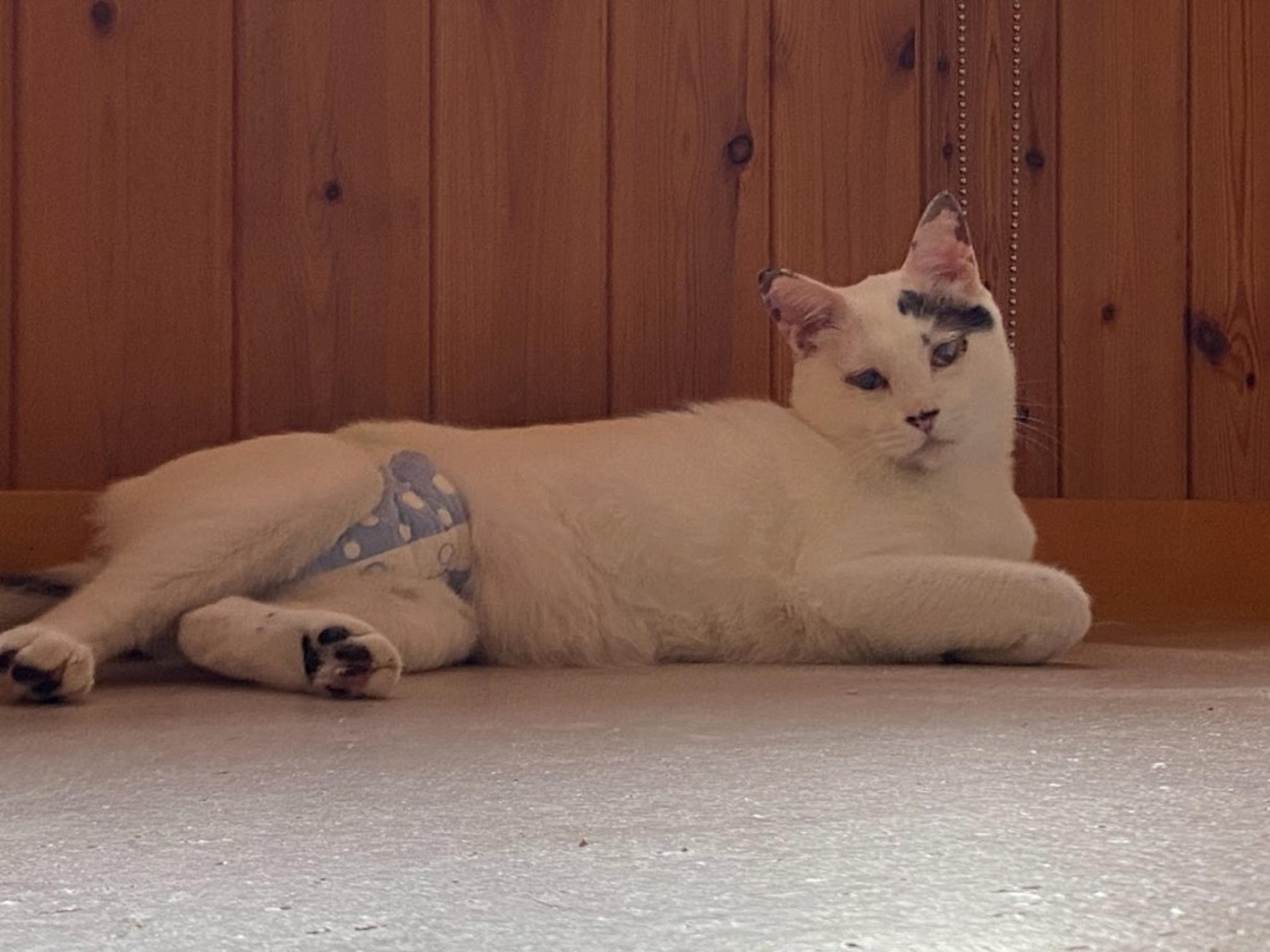 pet-image-4
