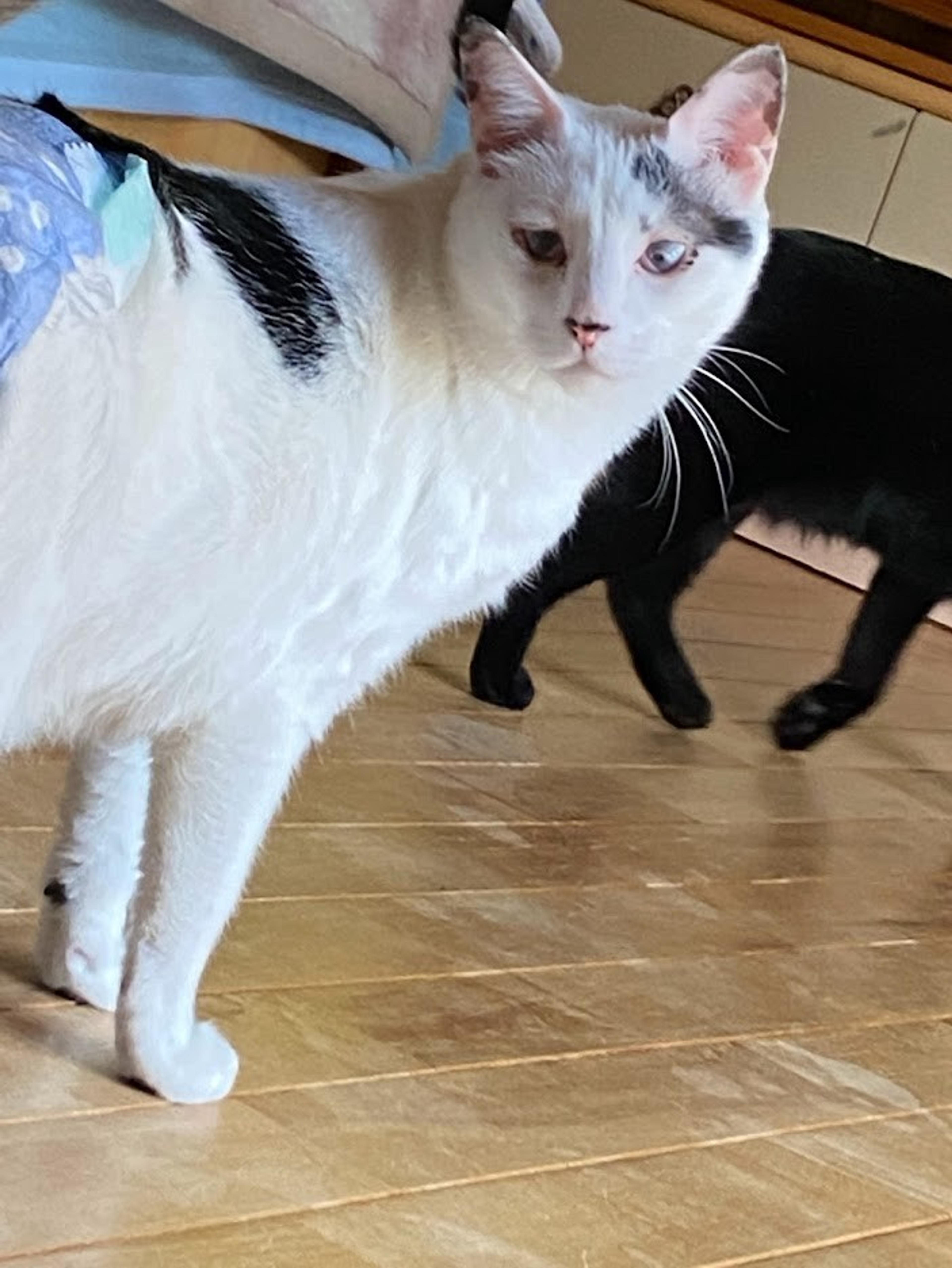 pet-image-5