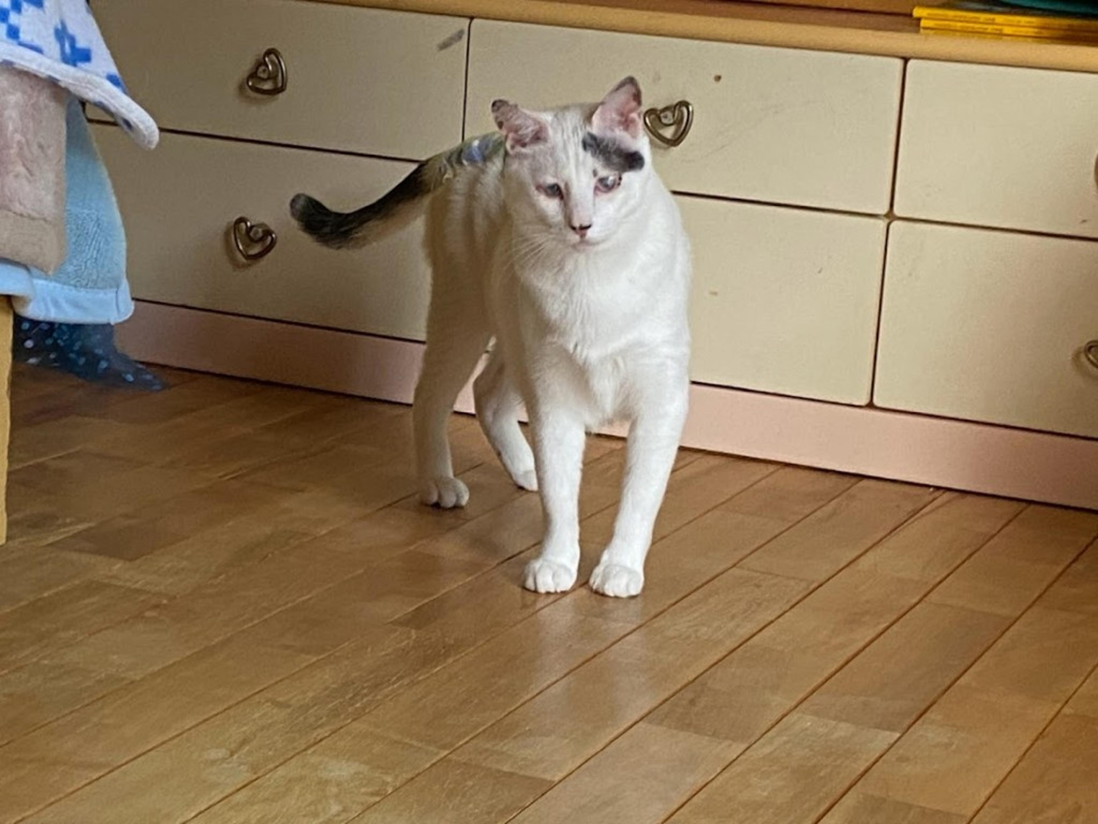 pet-image-2