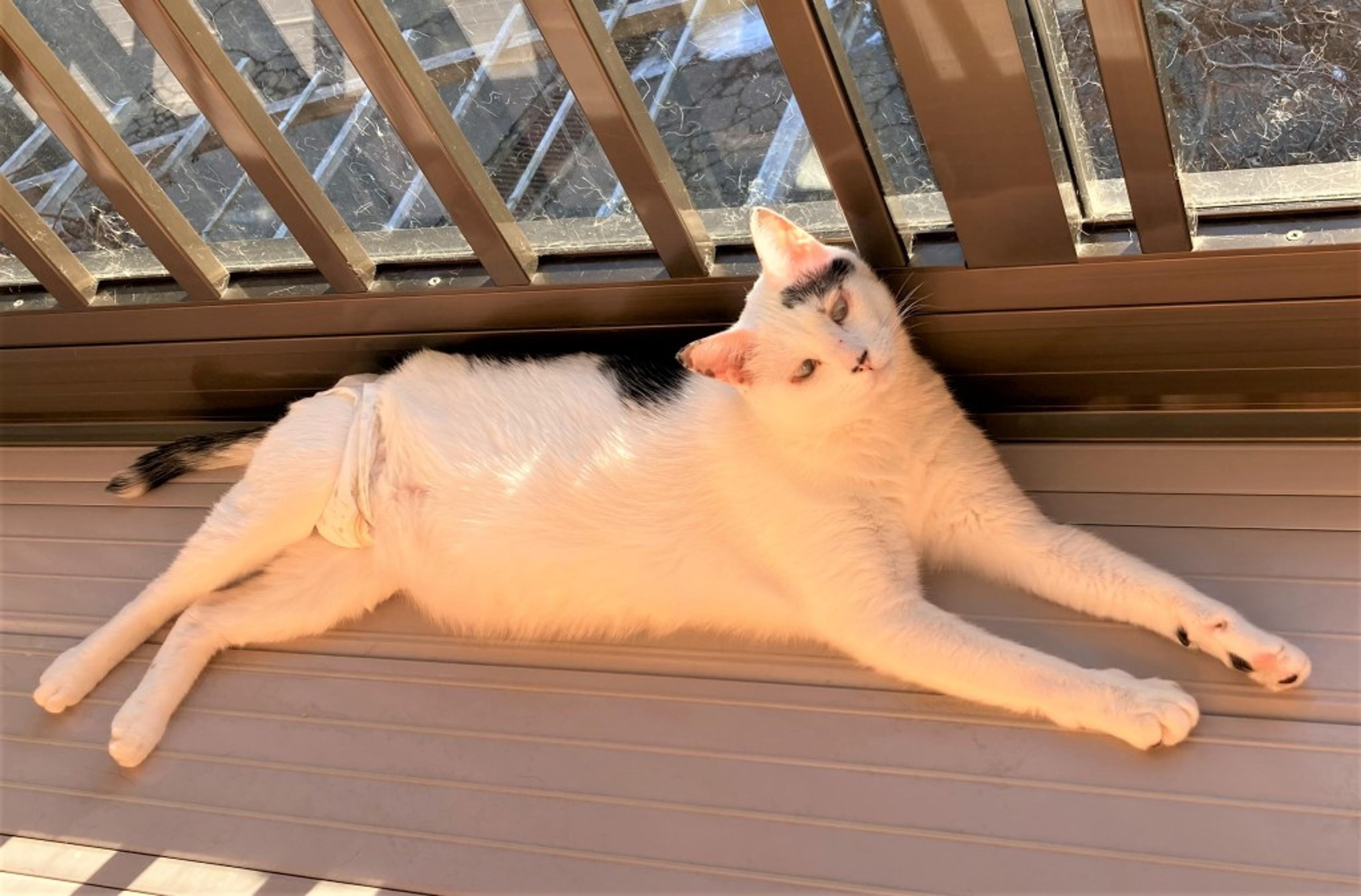 pet-image-6