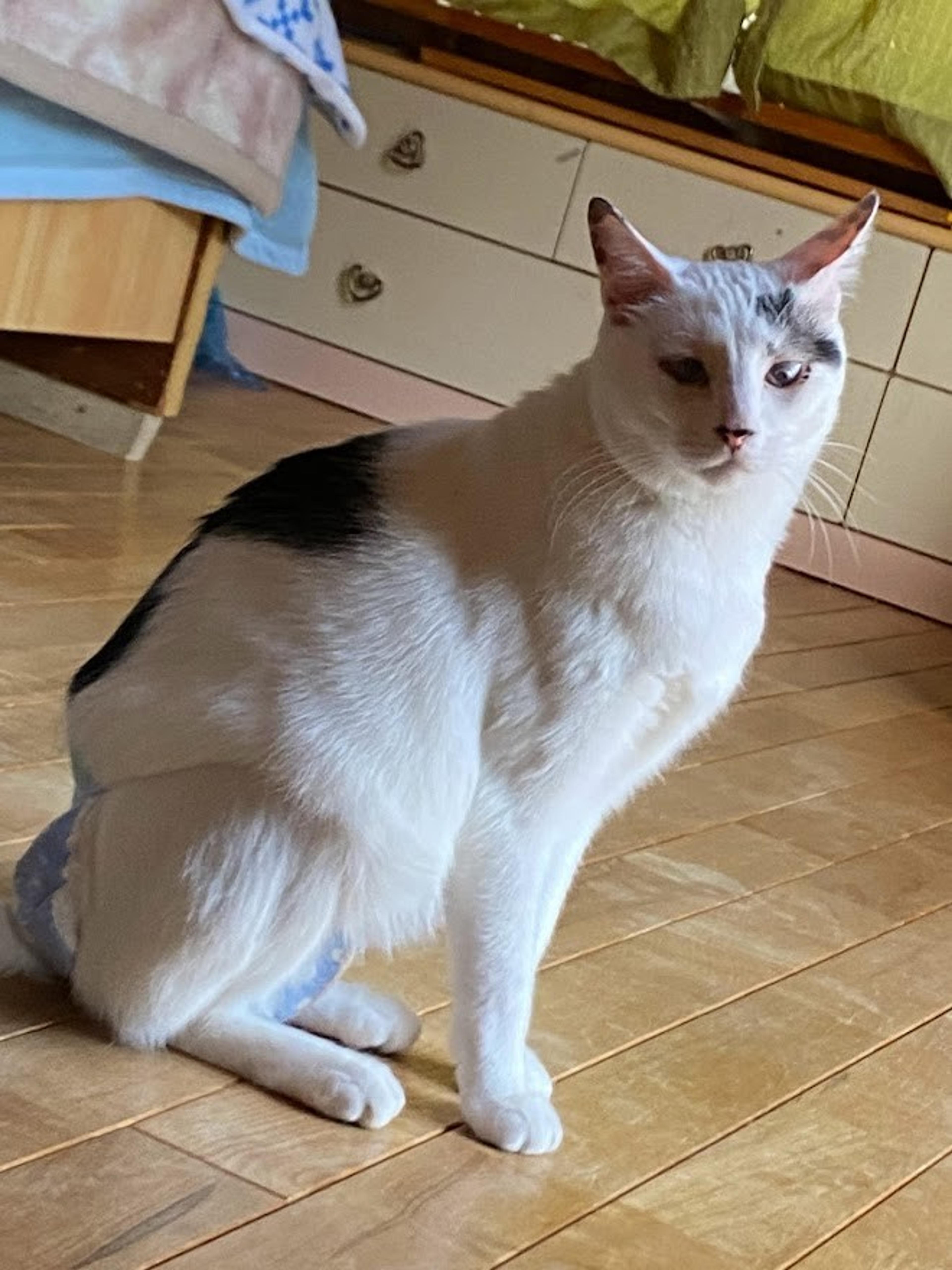 pet-image-7