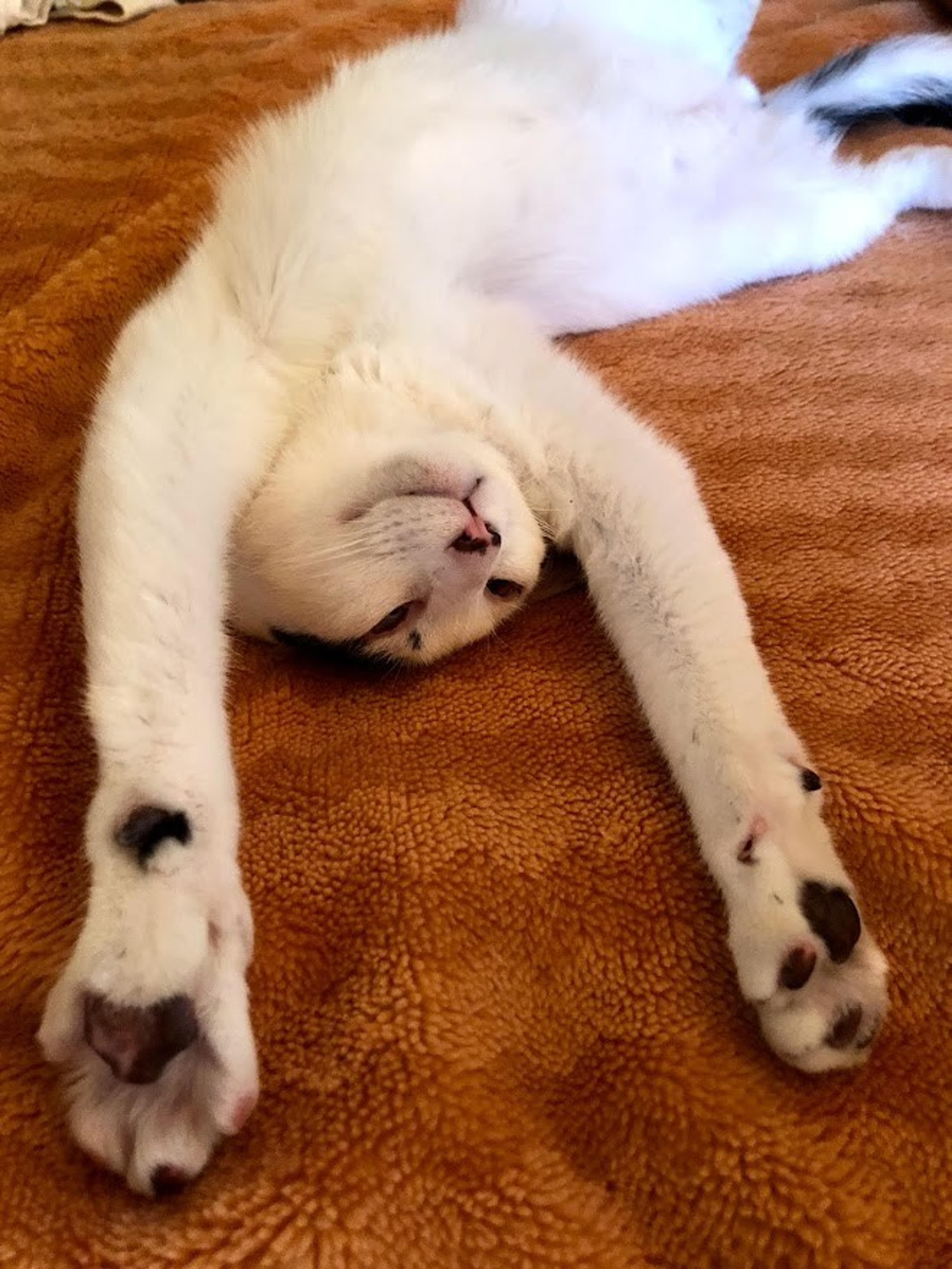 pet-image-8