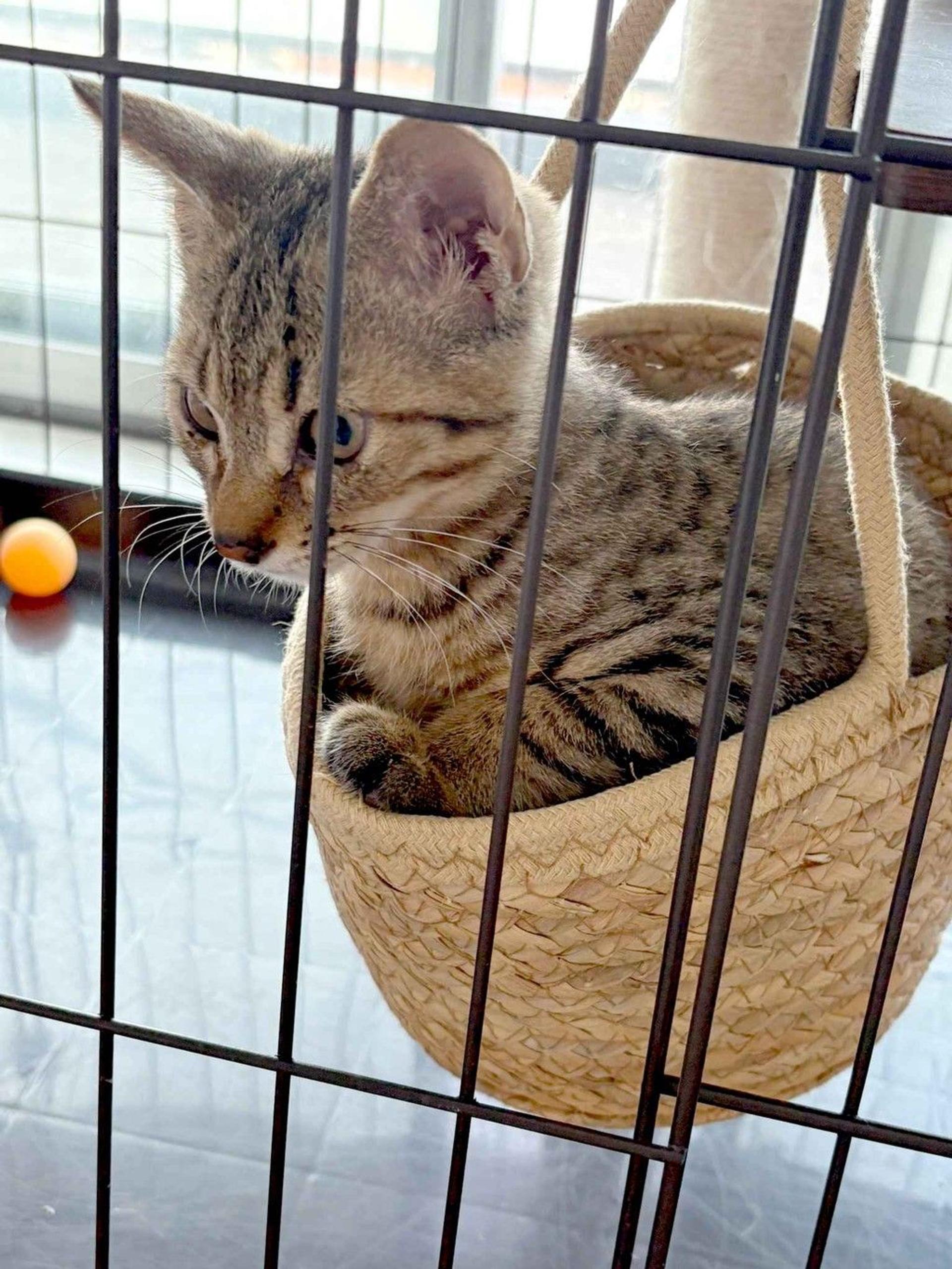 pet-image-3