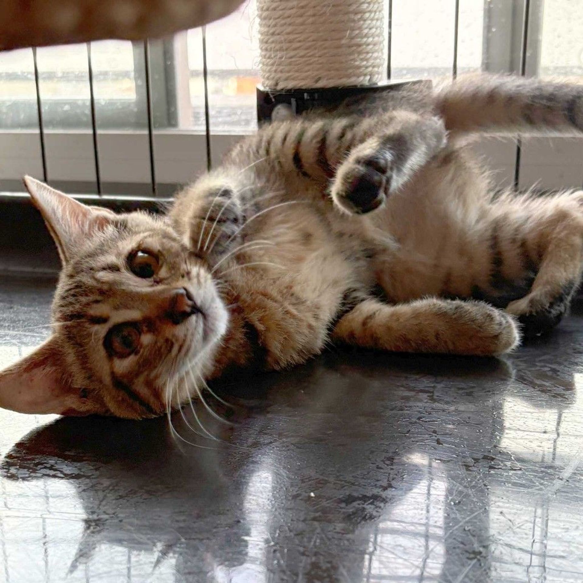 雑種（ミックス猫）・メスの里親募集の写真