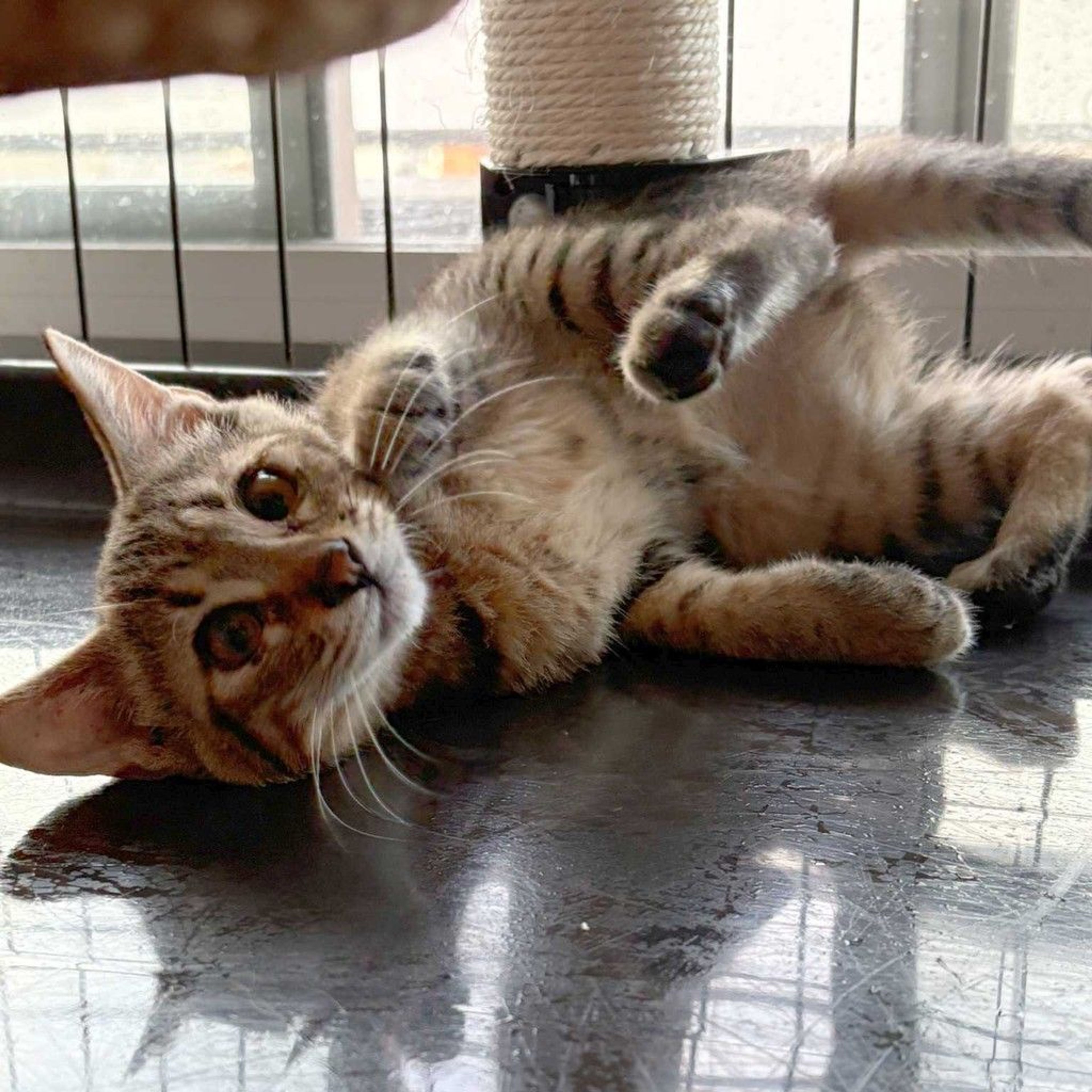 雑種（ミックス猫）・メスの里親募集の写真