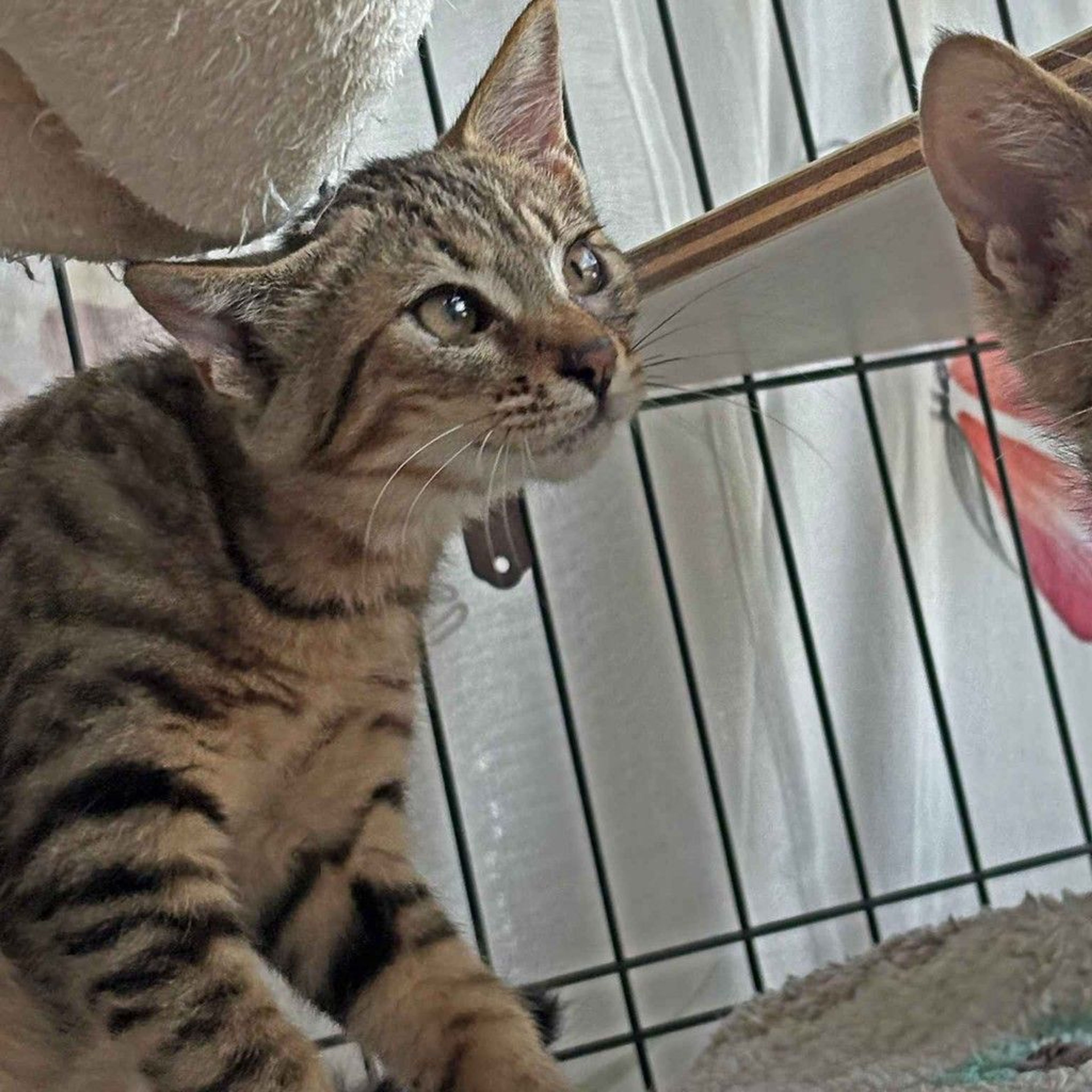 pet-image-4