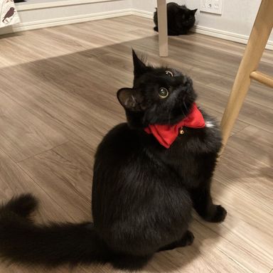 雑種（ミックス猫）・メスの里親募集の写真