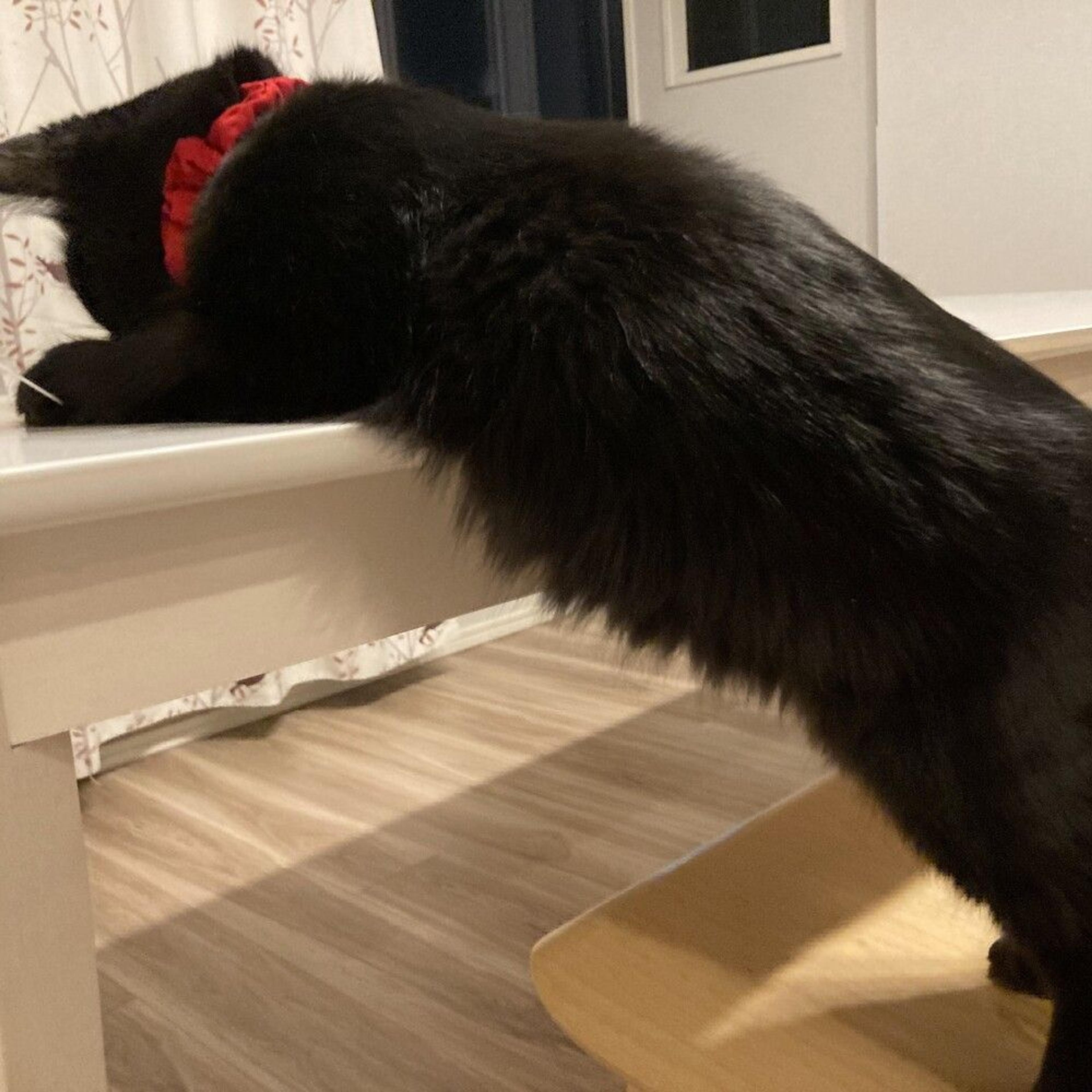 pet-image-2