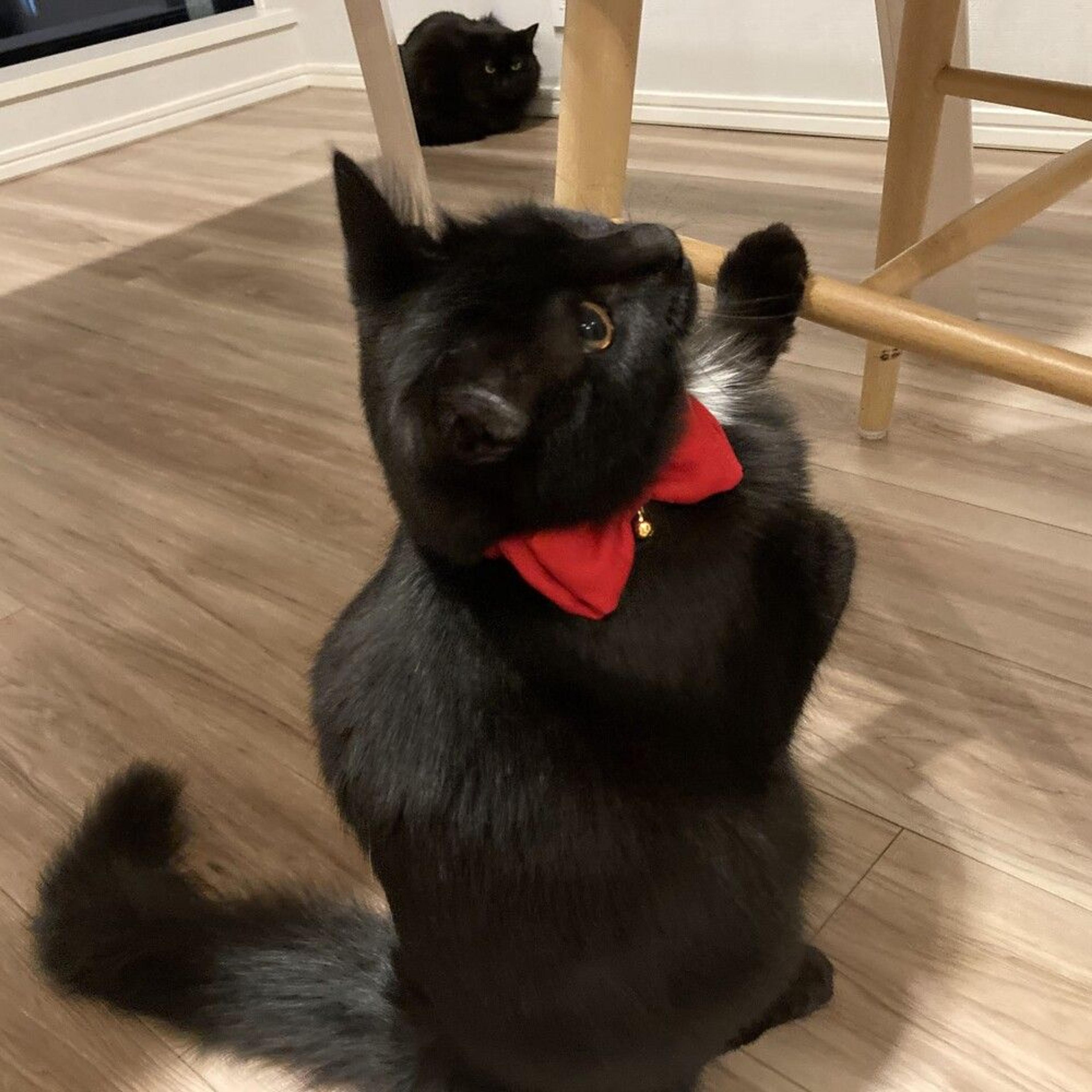 pet-image-3