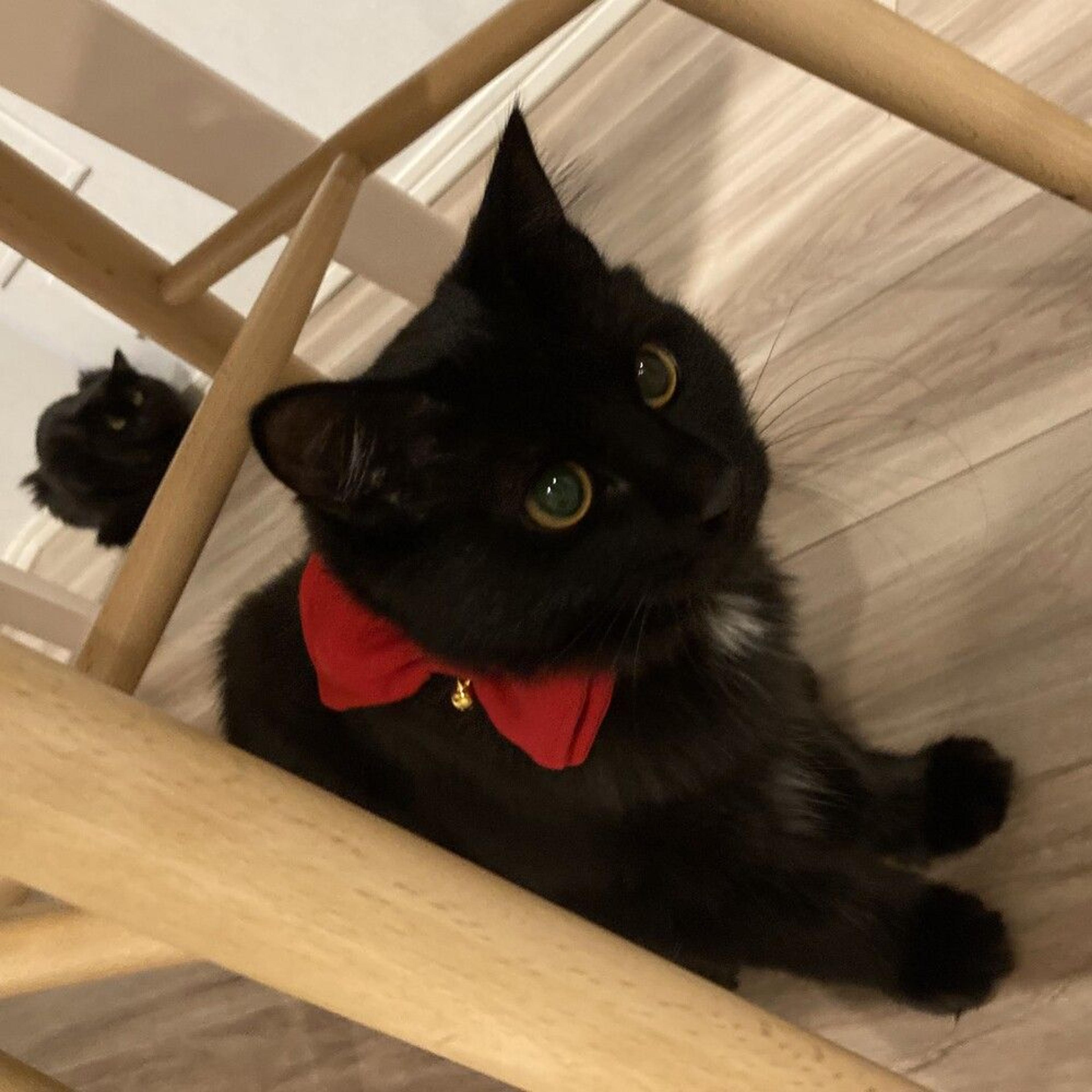 pet-image-4