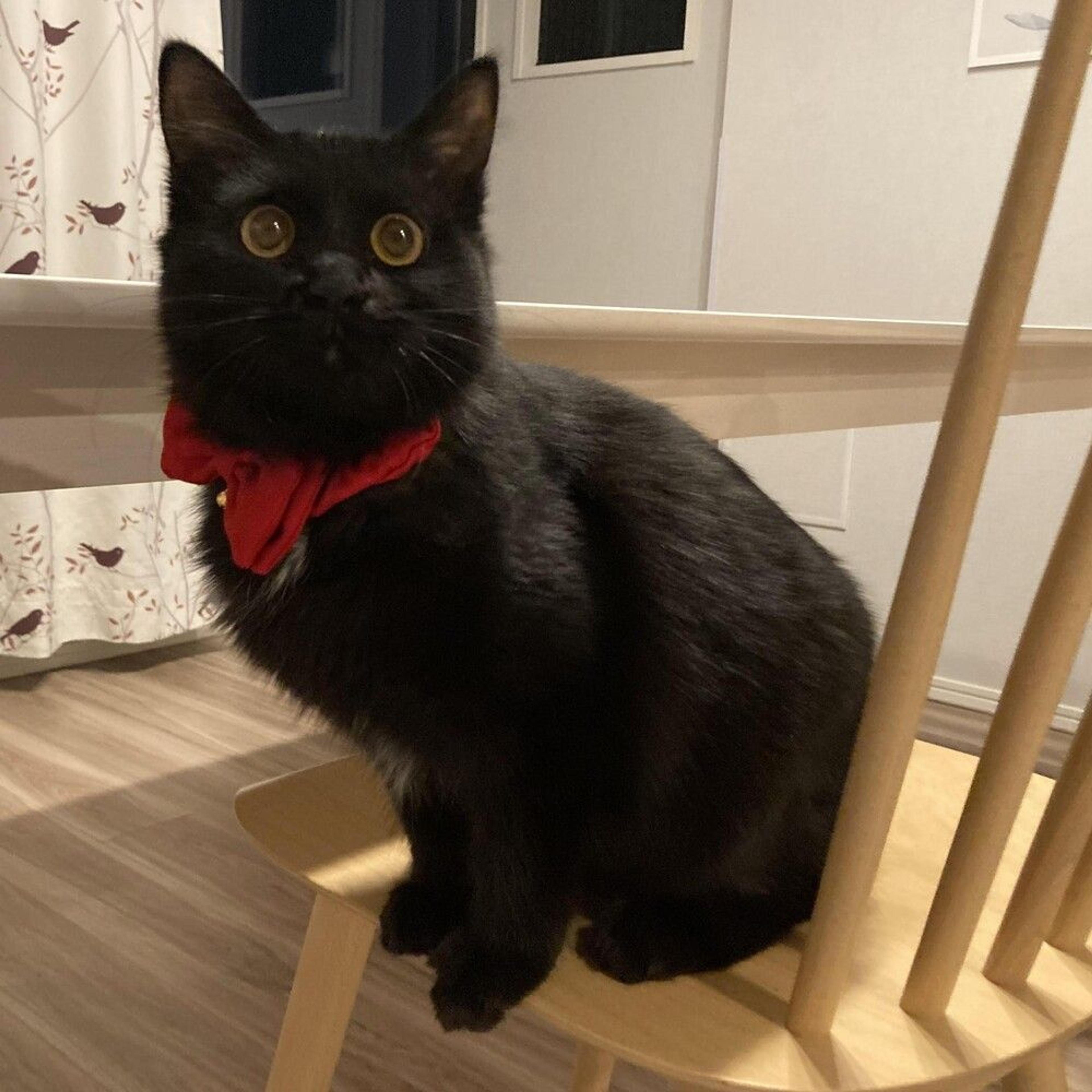 pet-image-5