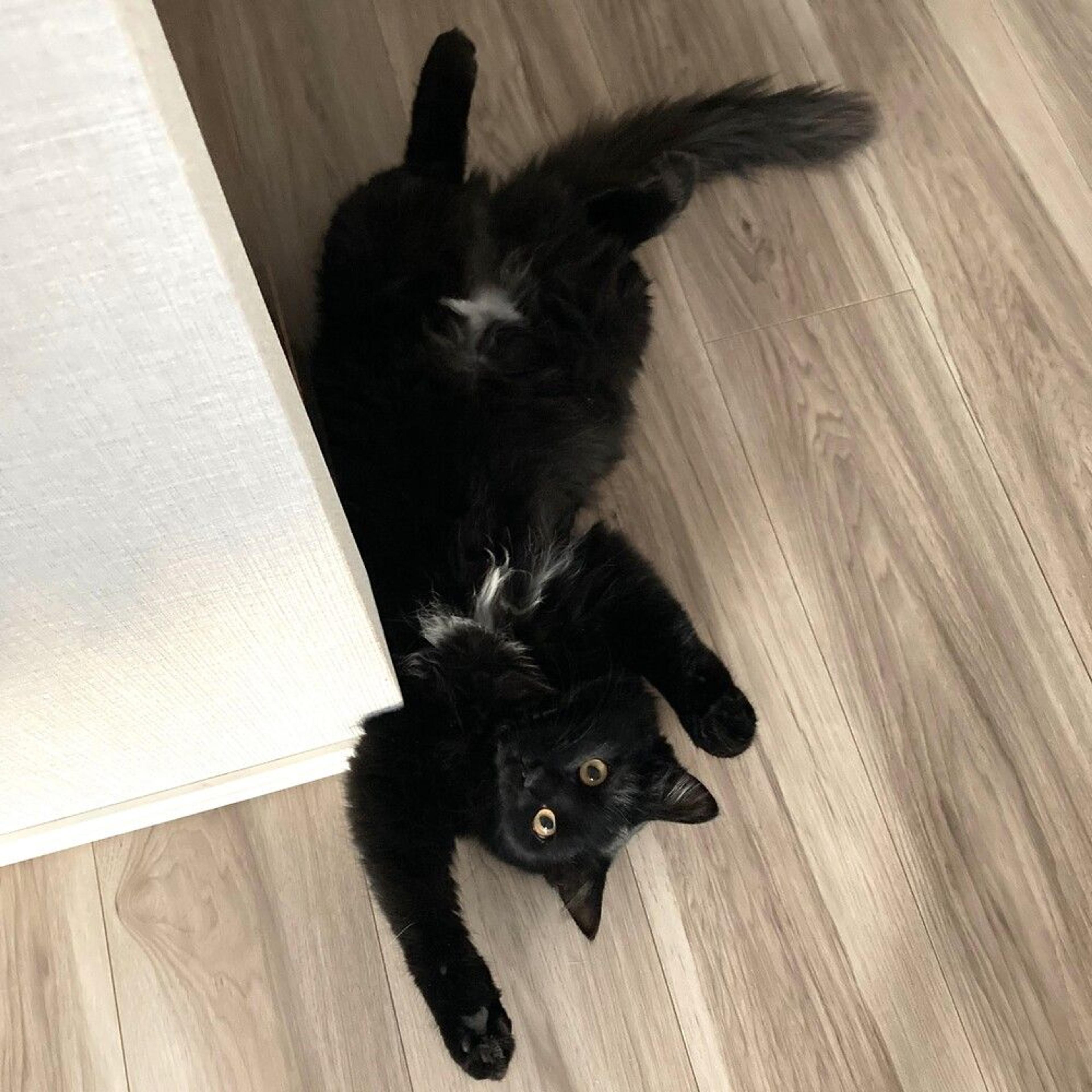 pet-image-6