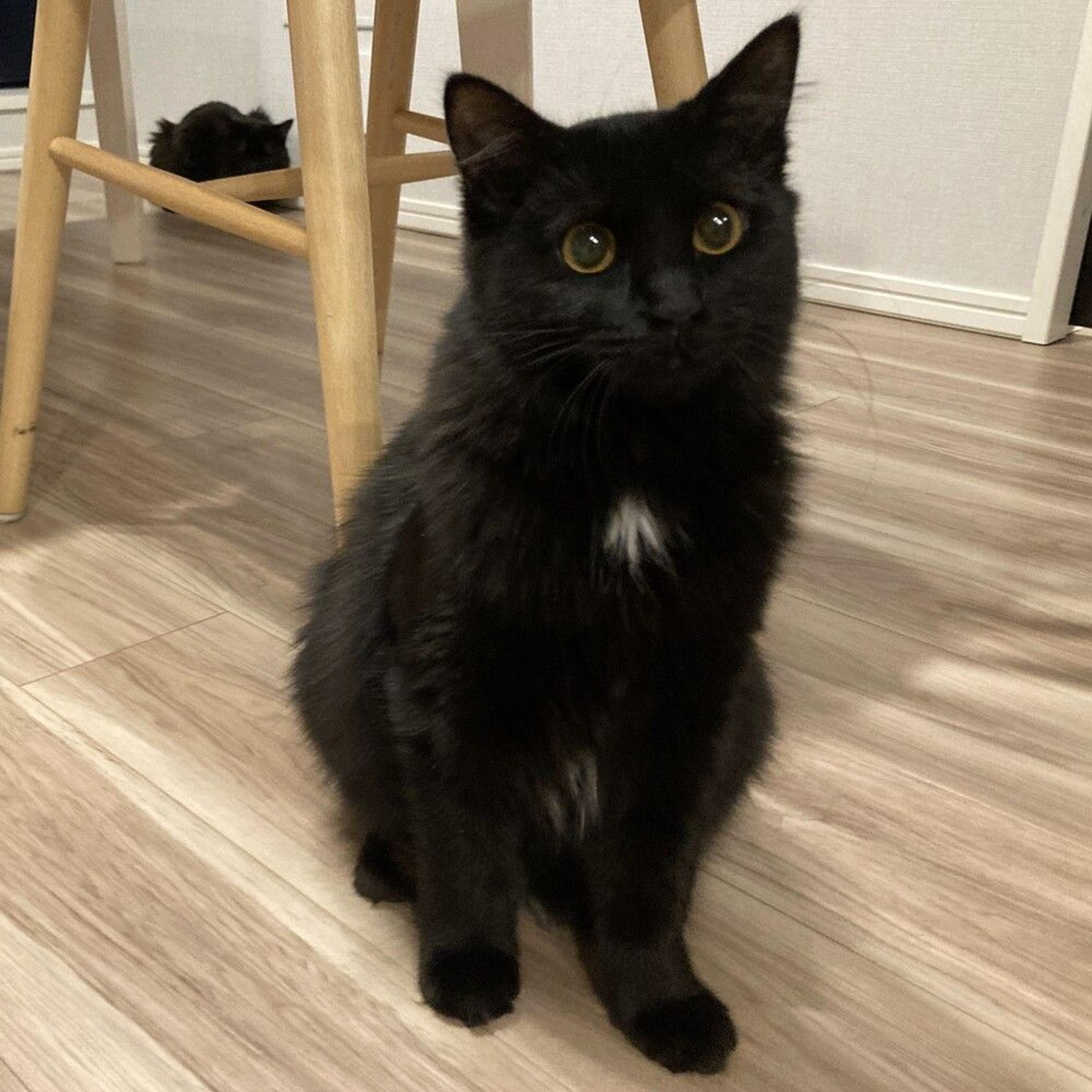 pet-image-9