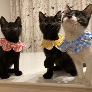 チー＆リーチ＆カン