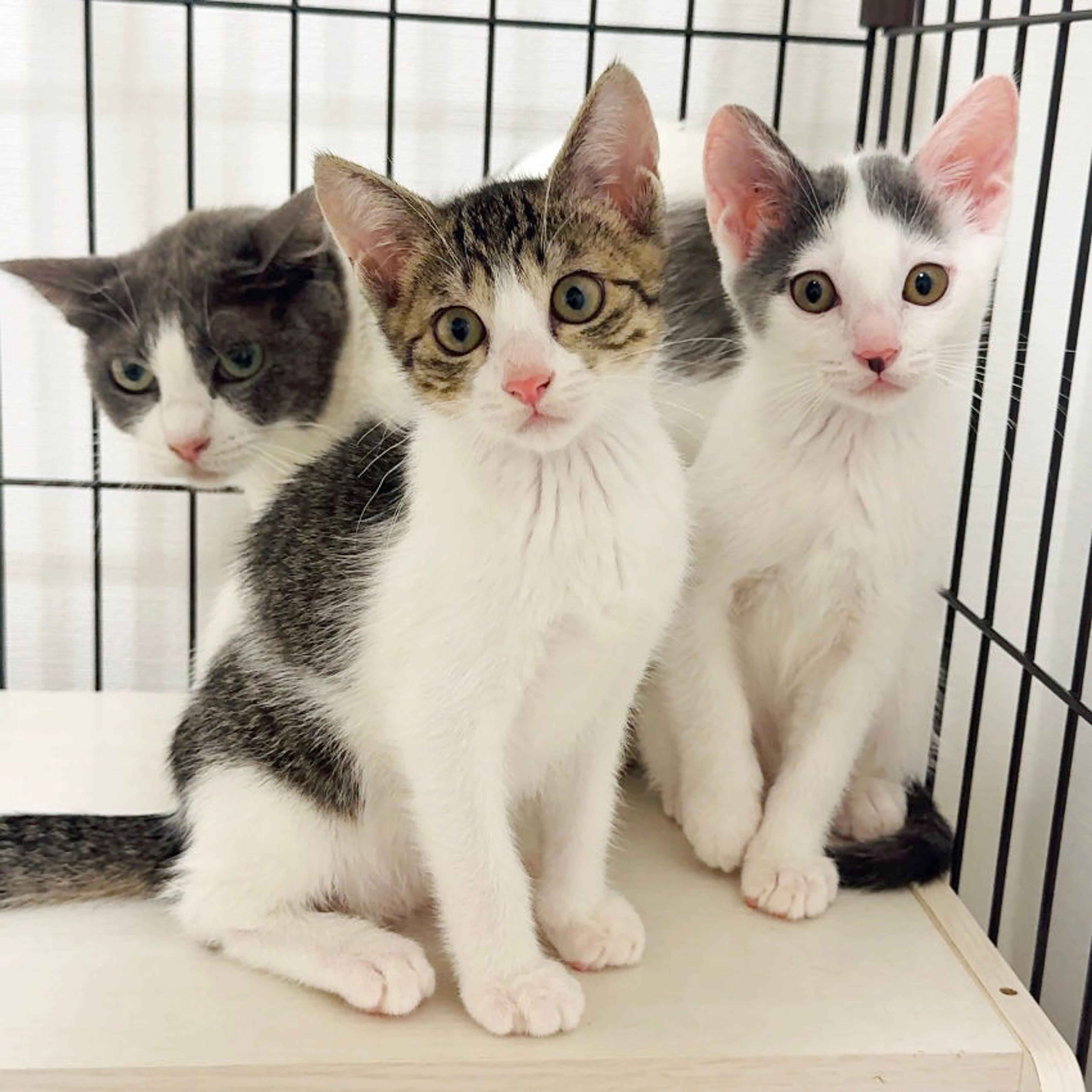 pet-image-2