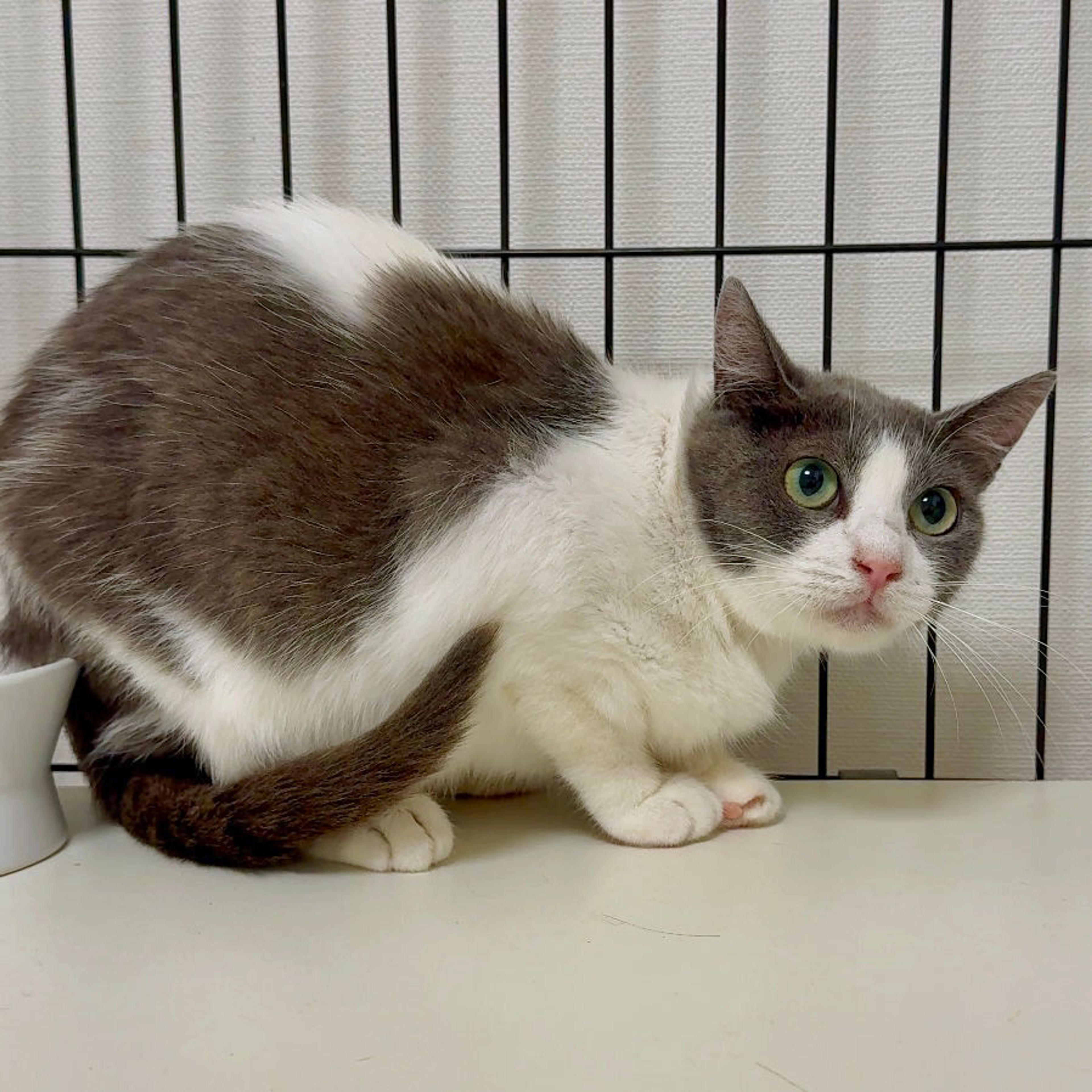 pet-image-4