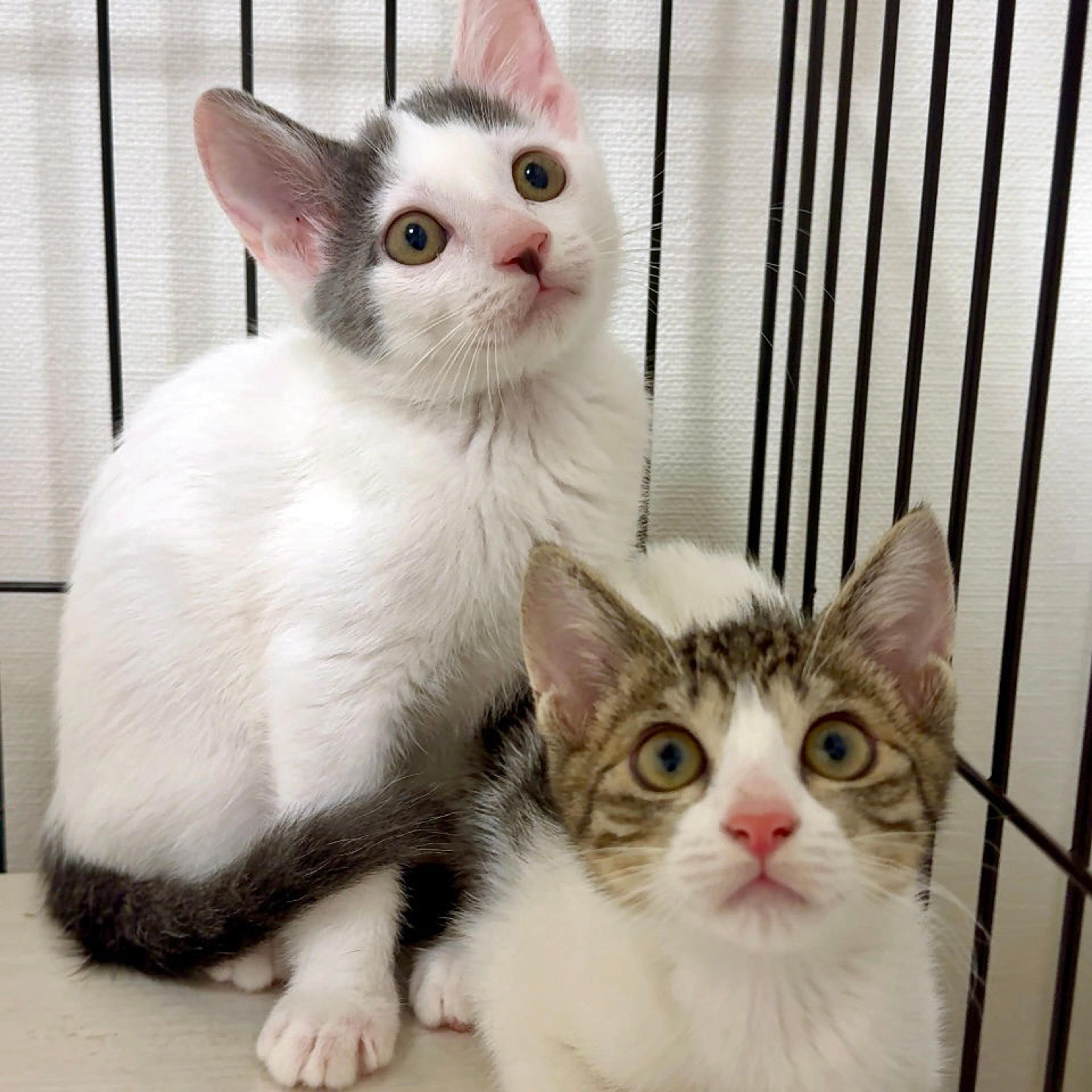 pet-image-2
