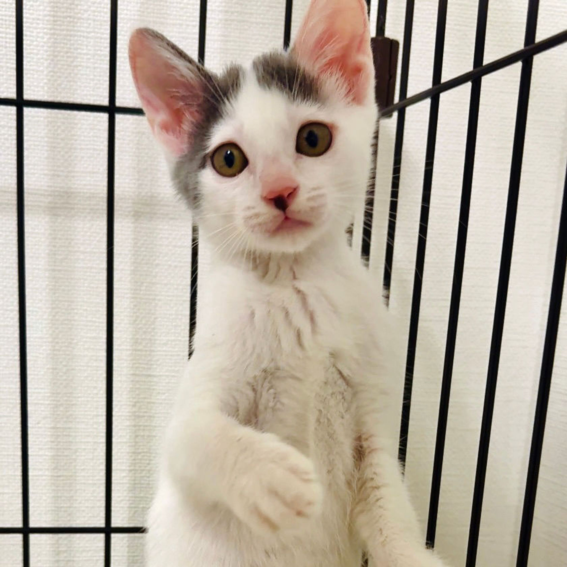 雑種（ミックス猫）・メスの里親募集の写真