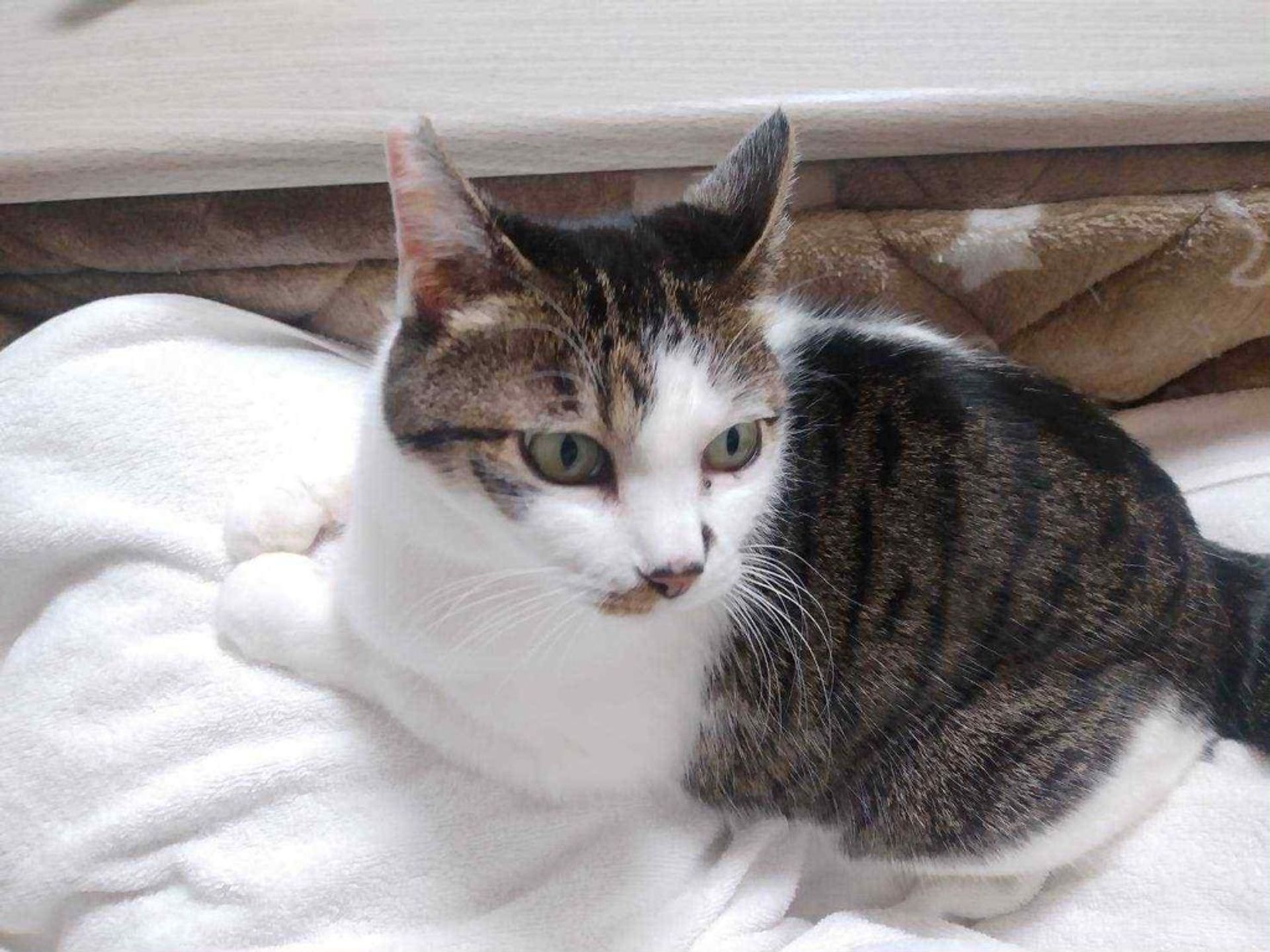 雑種（ミックス猫）・メスの里親募集の写真